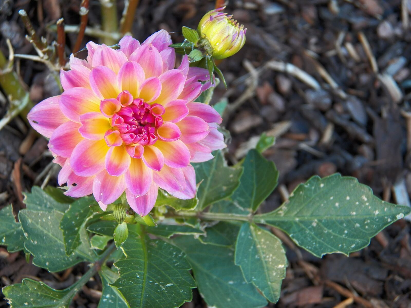 Kodak EasyShare Z990 (EasyShare Max) sample photo. Flower, nature, spring photography