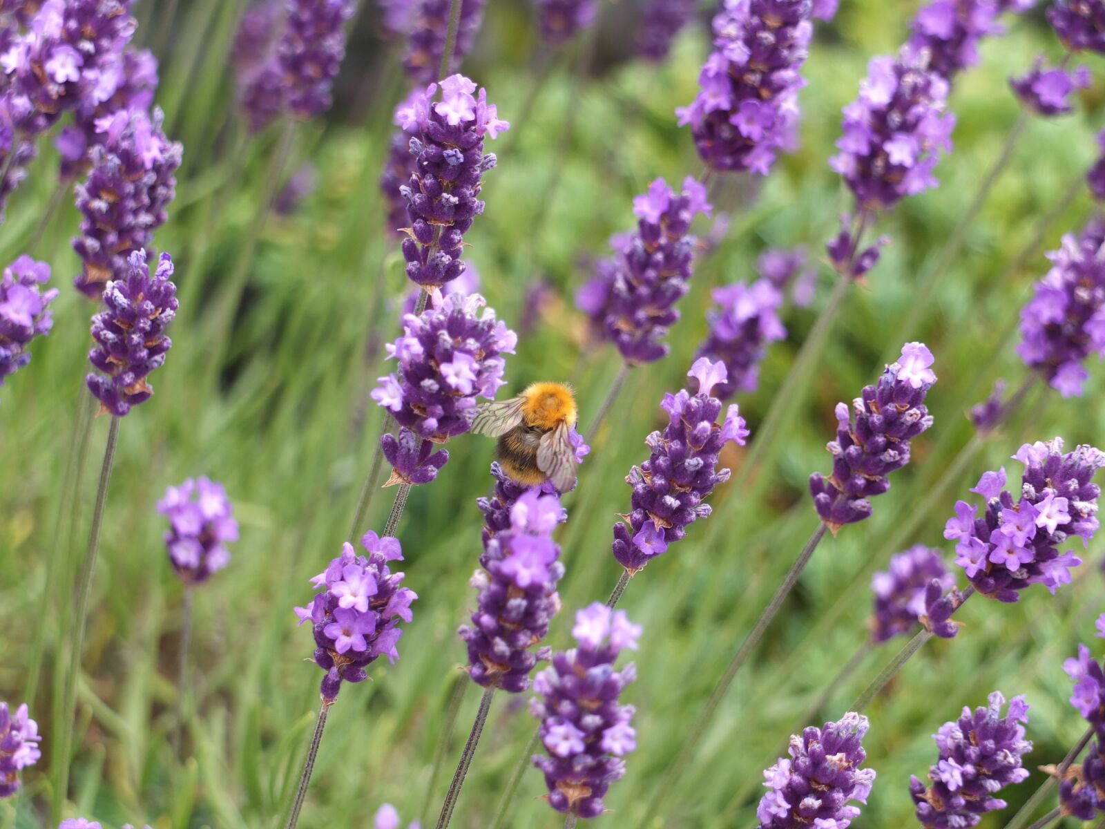 Fujifilm X10 sample photo. Bumblebee, bee, insect photography