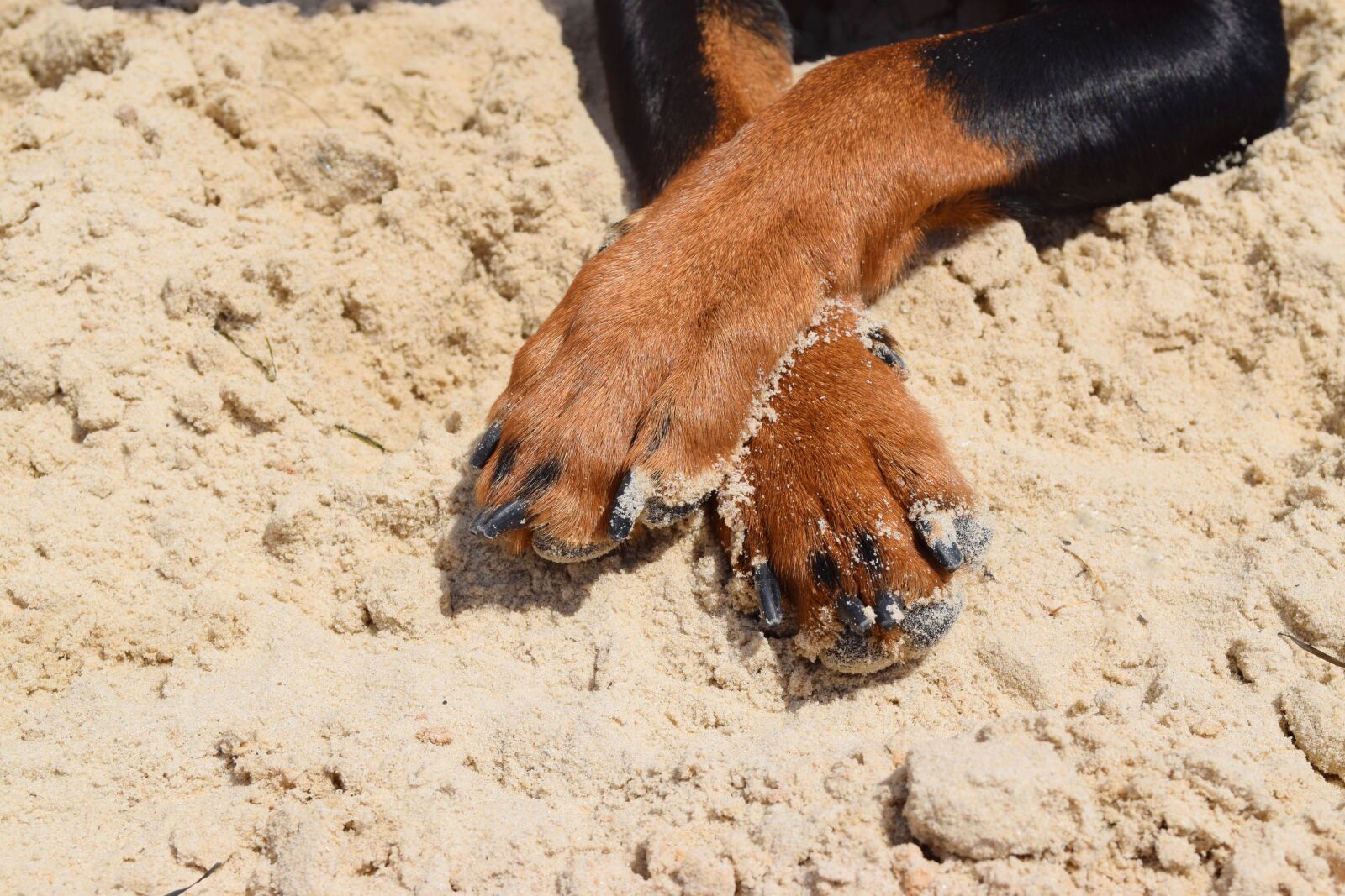 Nikon D3300 sample photo. Dog, pinscher, paws photography