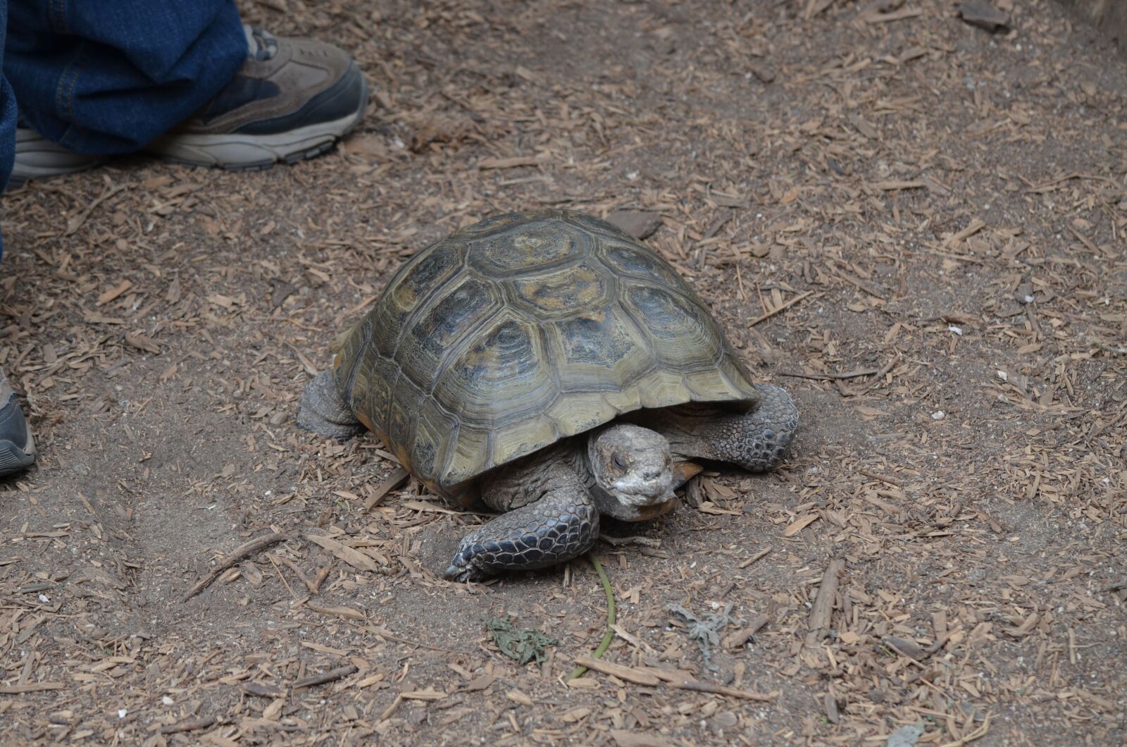 Nikon D7000 sample photo. Turtle, tortoise, pond photography