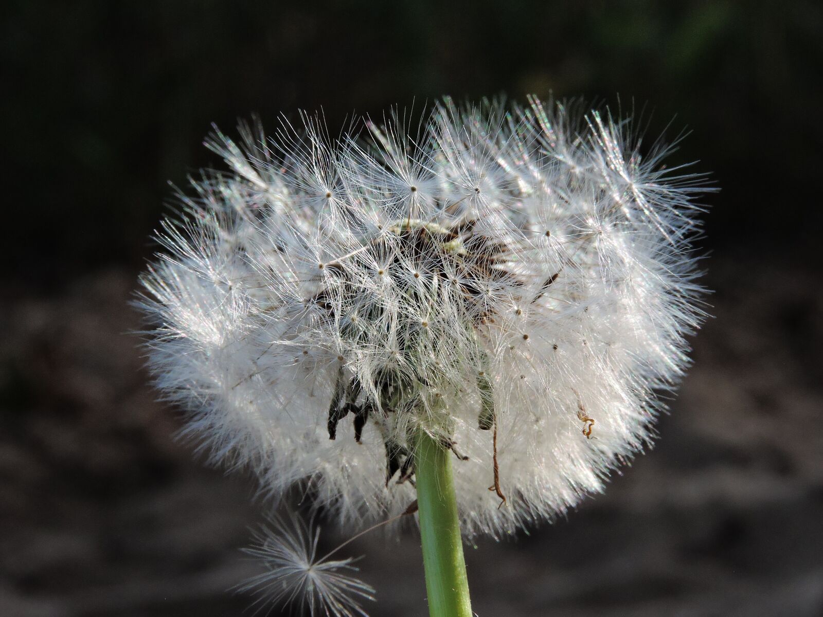 Nikon Coolpix P600 sample photo. Dandelion, nature, fluffy photography