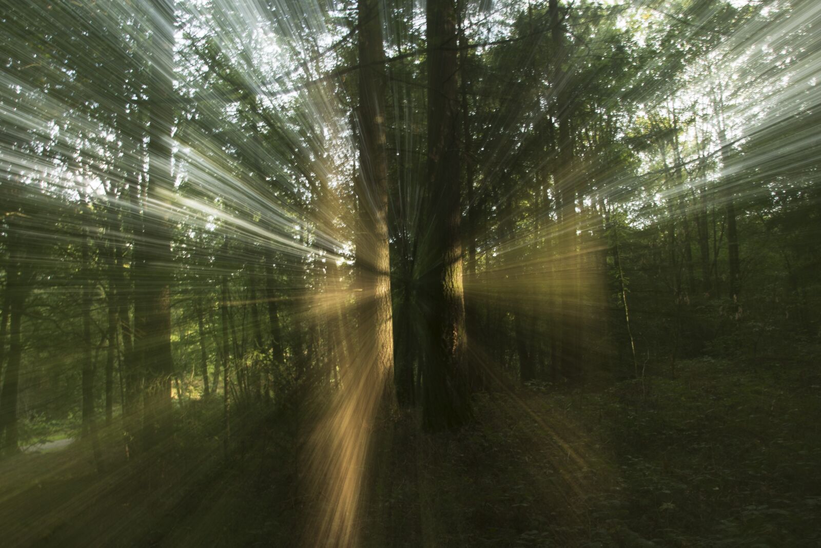 Nikon D5600 sample photo. Trees, forest, effect photography