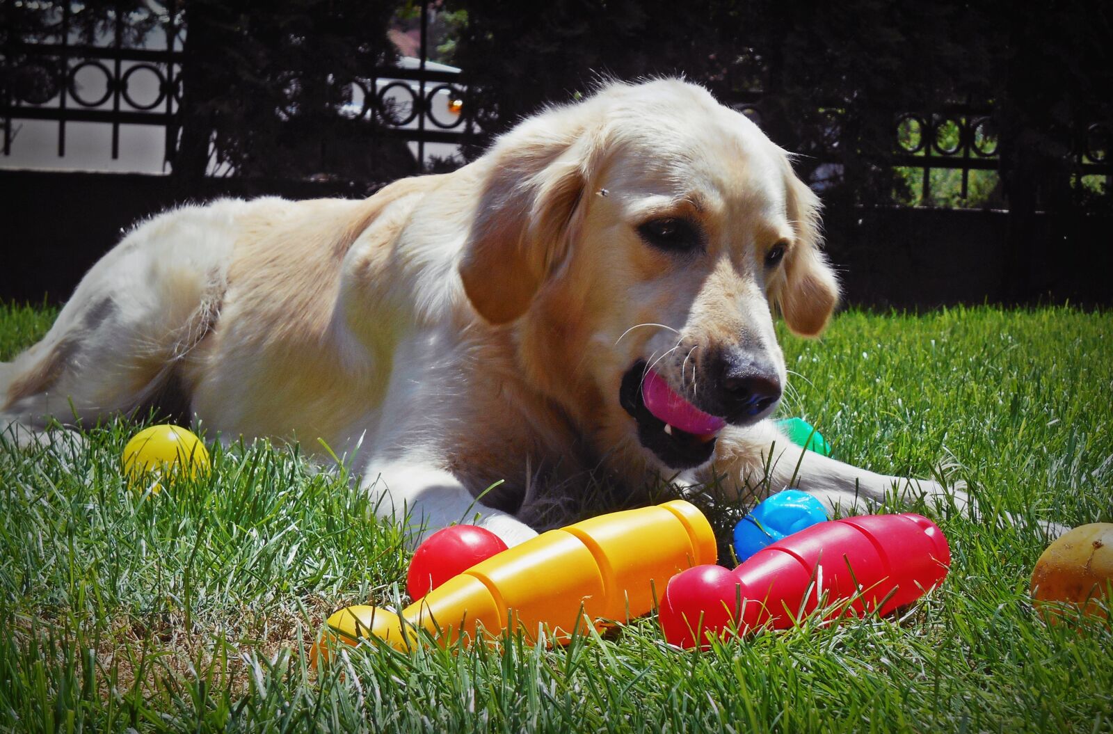Nikon Coolpix S3500 sample photo. Retriever, golden, play photography