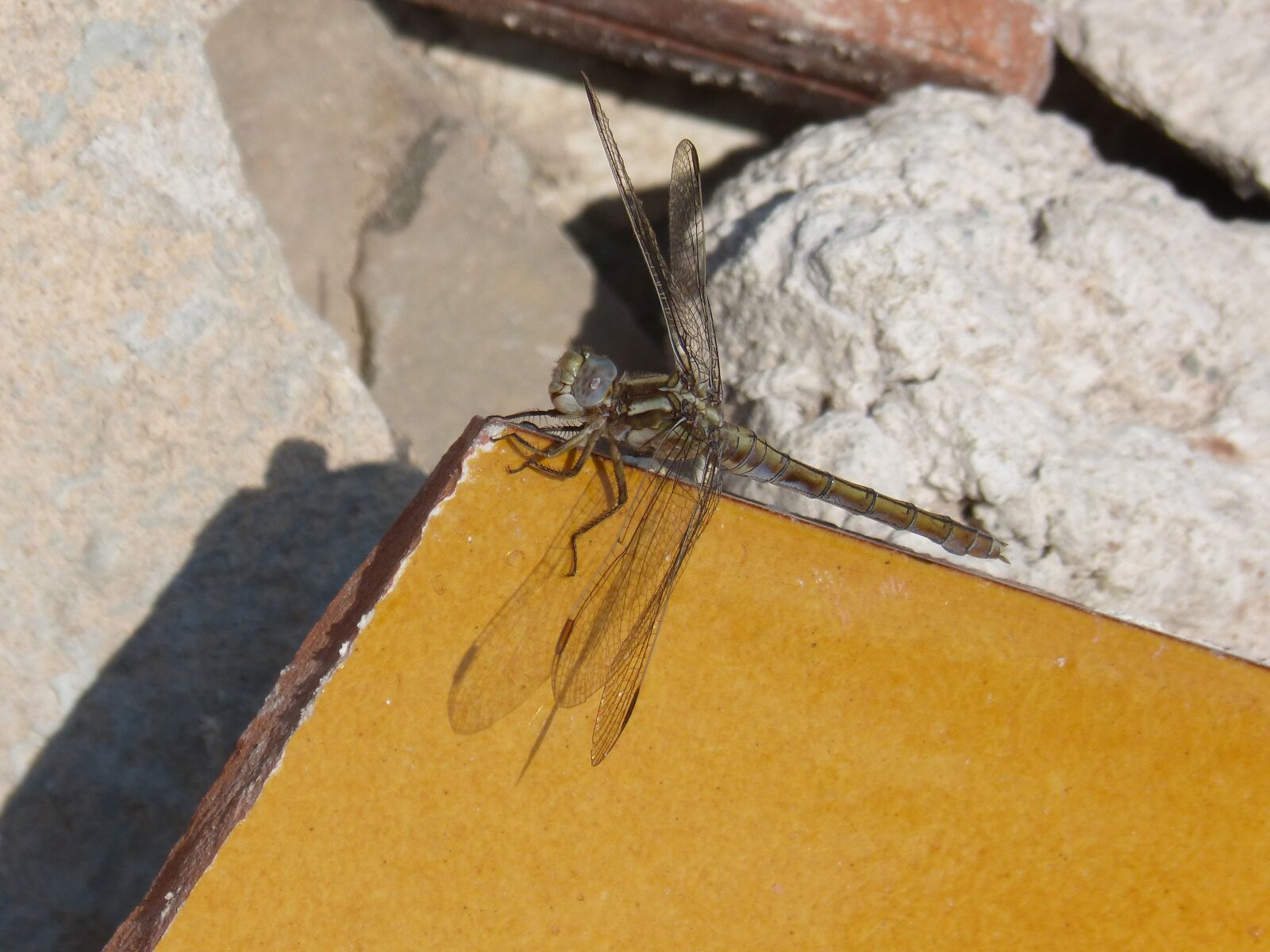 Panasonic DMC-FZ62 sample photo. Dragonfly, orthetrum chrysostigma, beauty photography