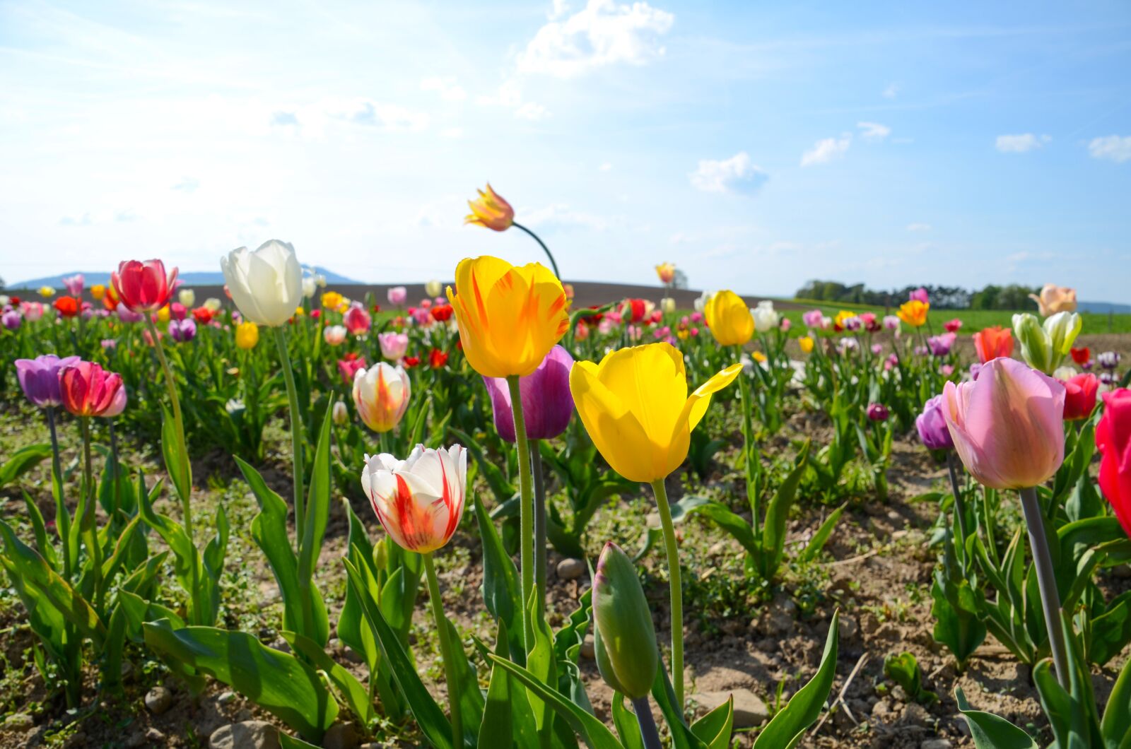 Nikon D7000 sample photo. Tulips, tulip field, tulpenbluete photography