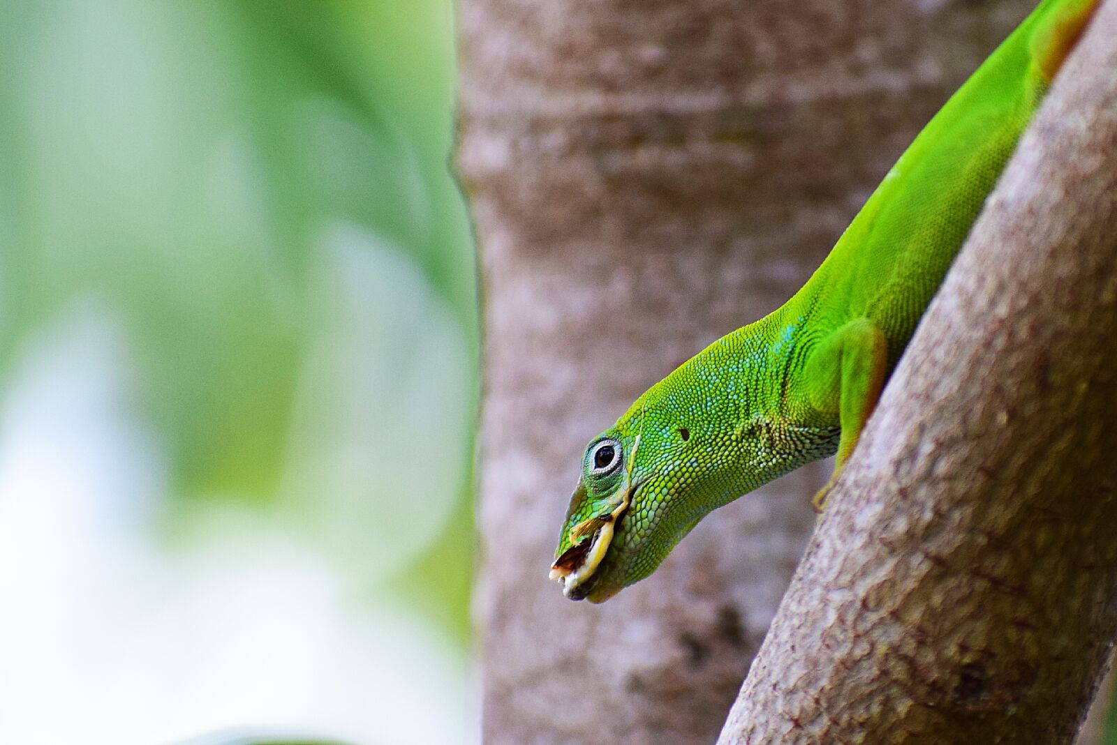 Nikon D5300 sample photo. Reptiles, reptile, nature photography