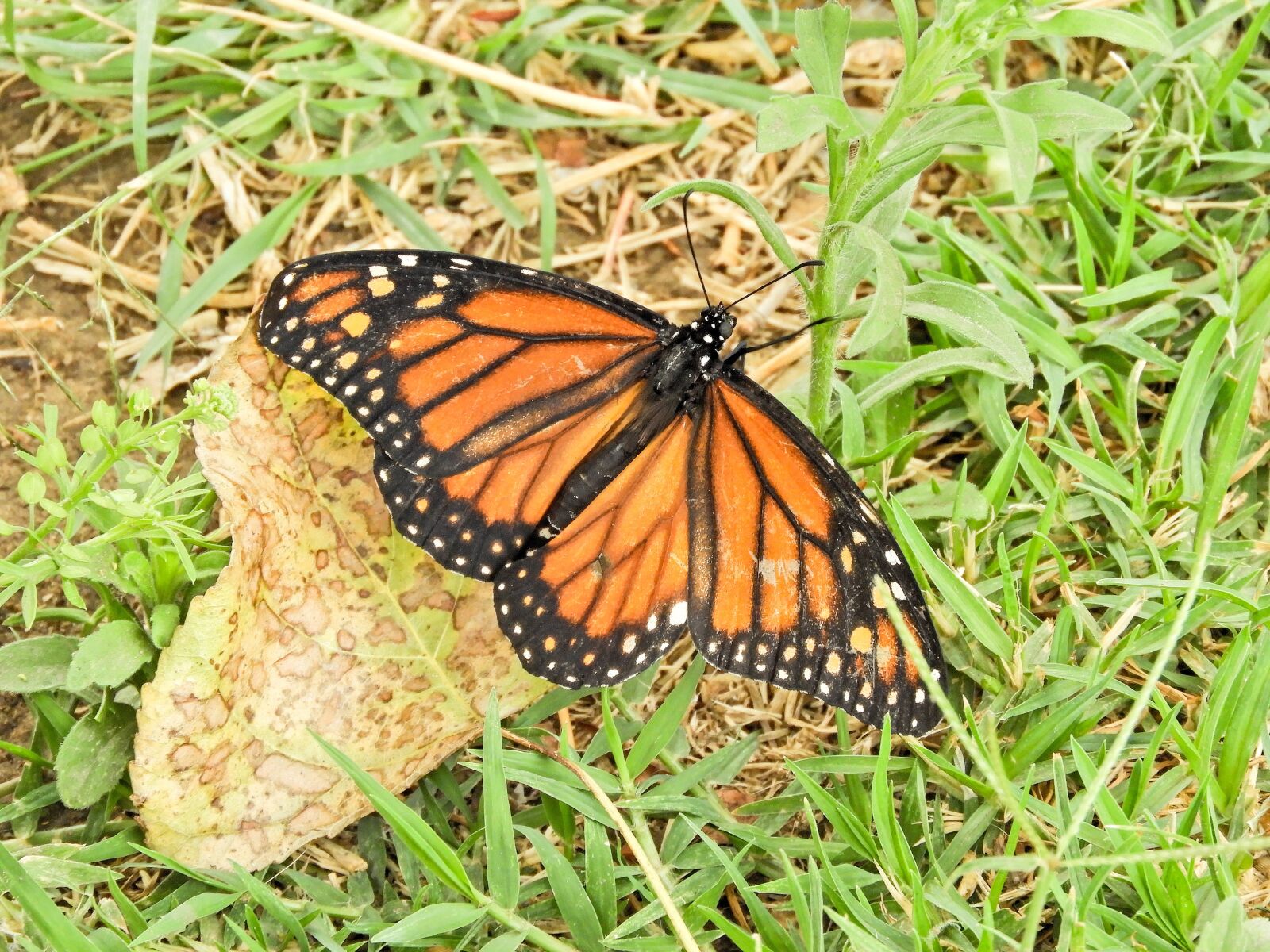 Nikon Coolpix B700 sample photo. Butterfly, monarch, bolivia photography