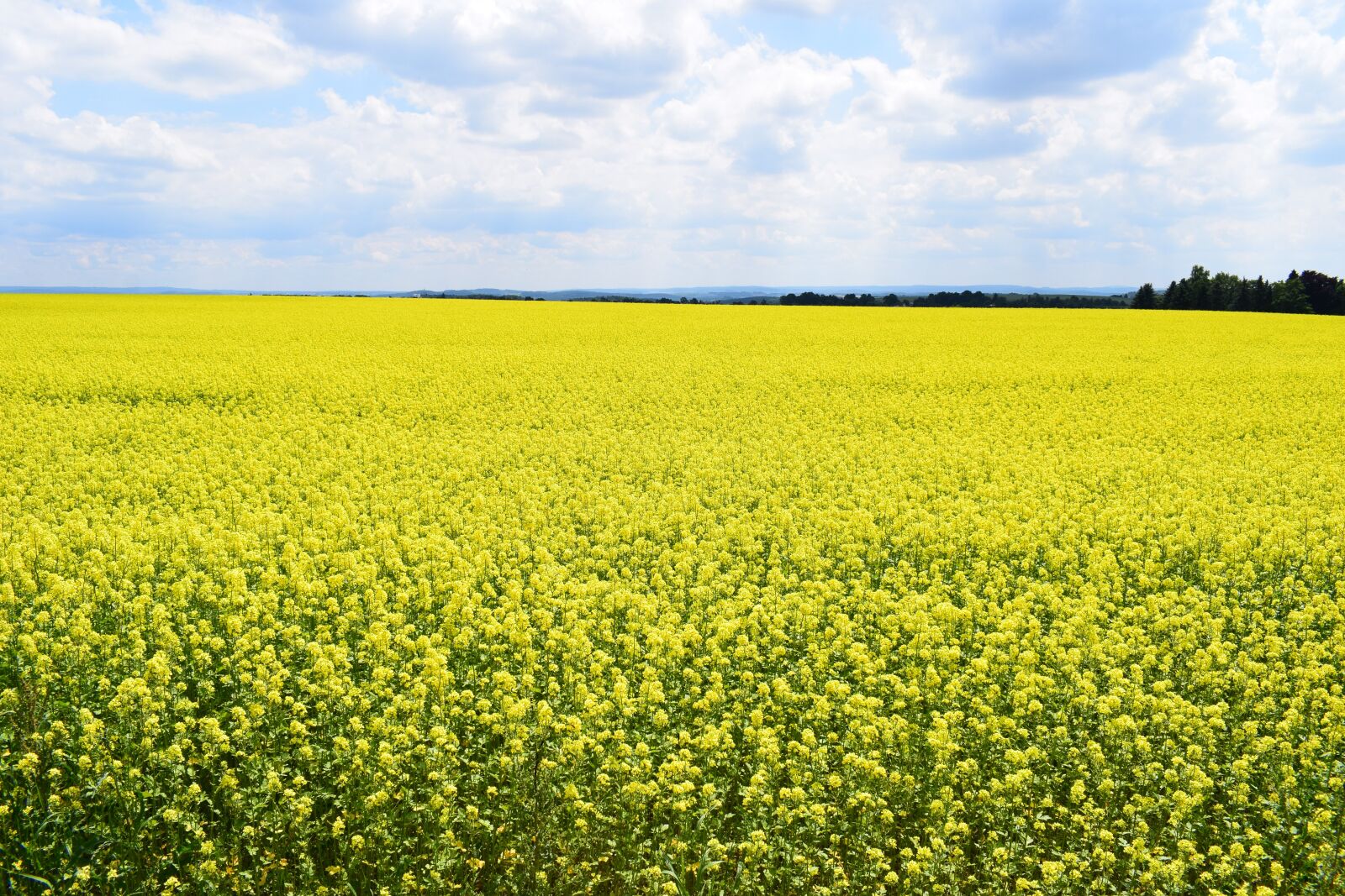 Nikon D5300 sample photo. Field of rapeseeds, nature photography