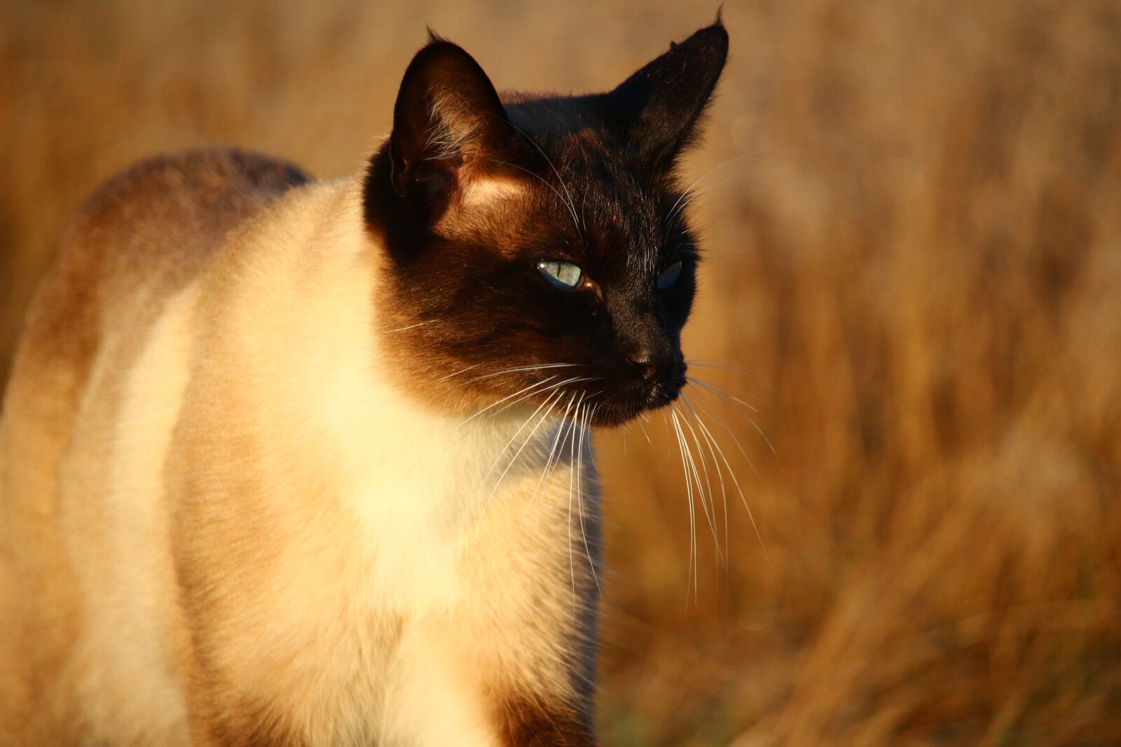 Canon EOS 100D (EOS Rebel SL1 / EOS Kiss X7) sample photo. Cat, mieze, kitten photography