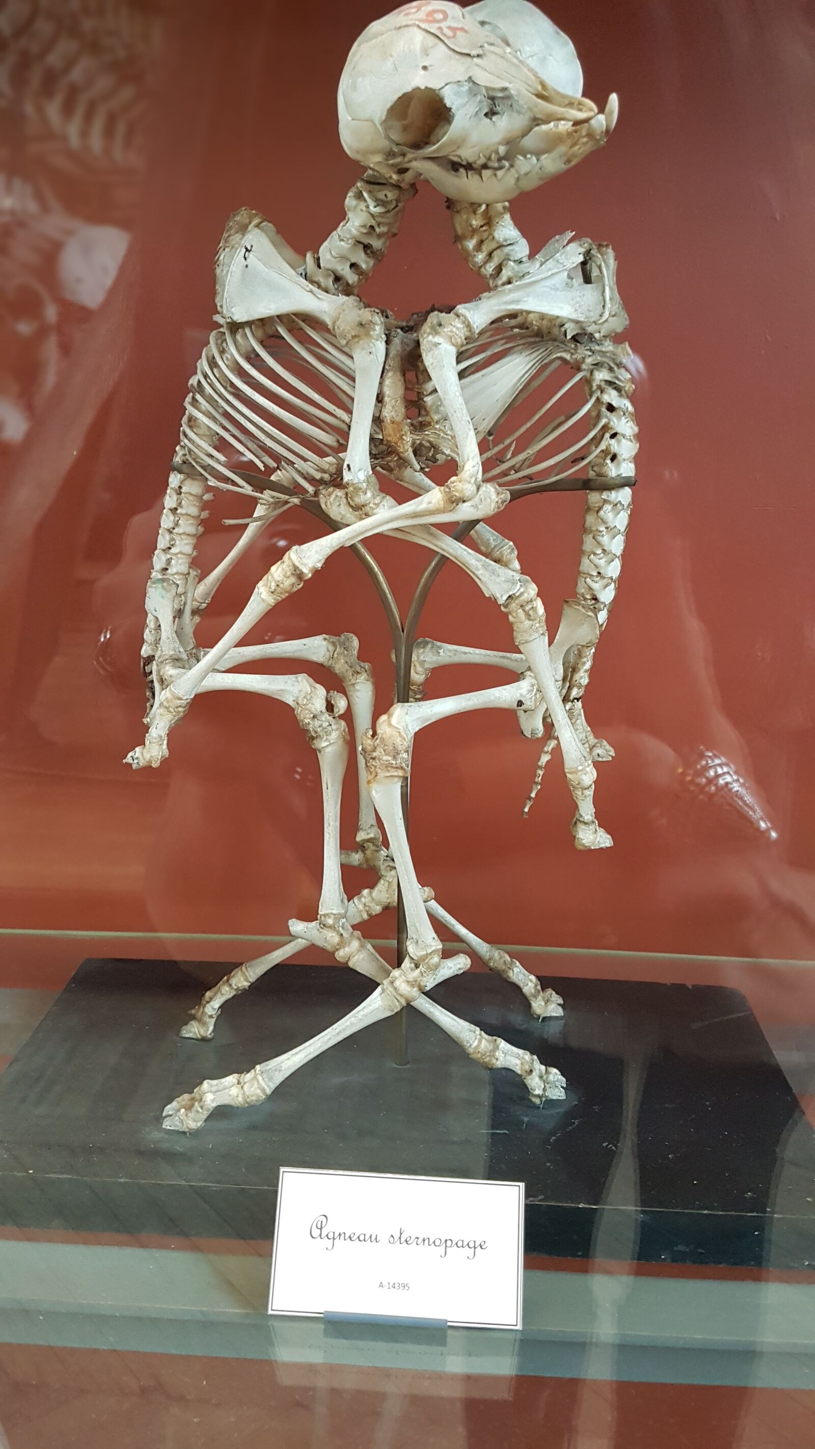 Samsung Galaxy S7 Edge sample photo. Museum of natural history photography