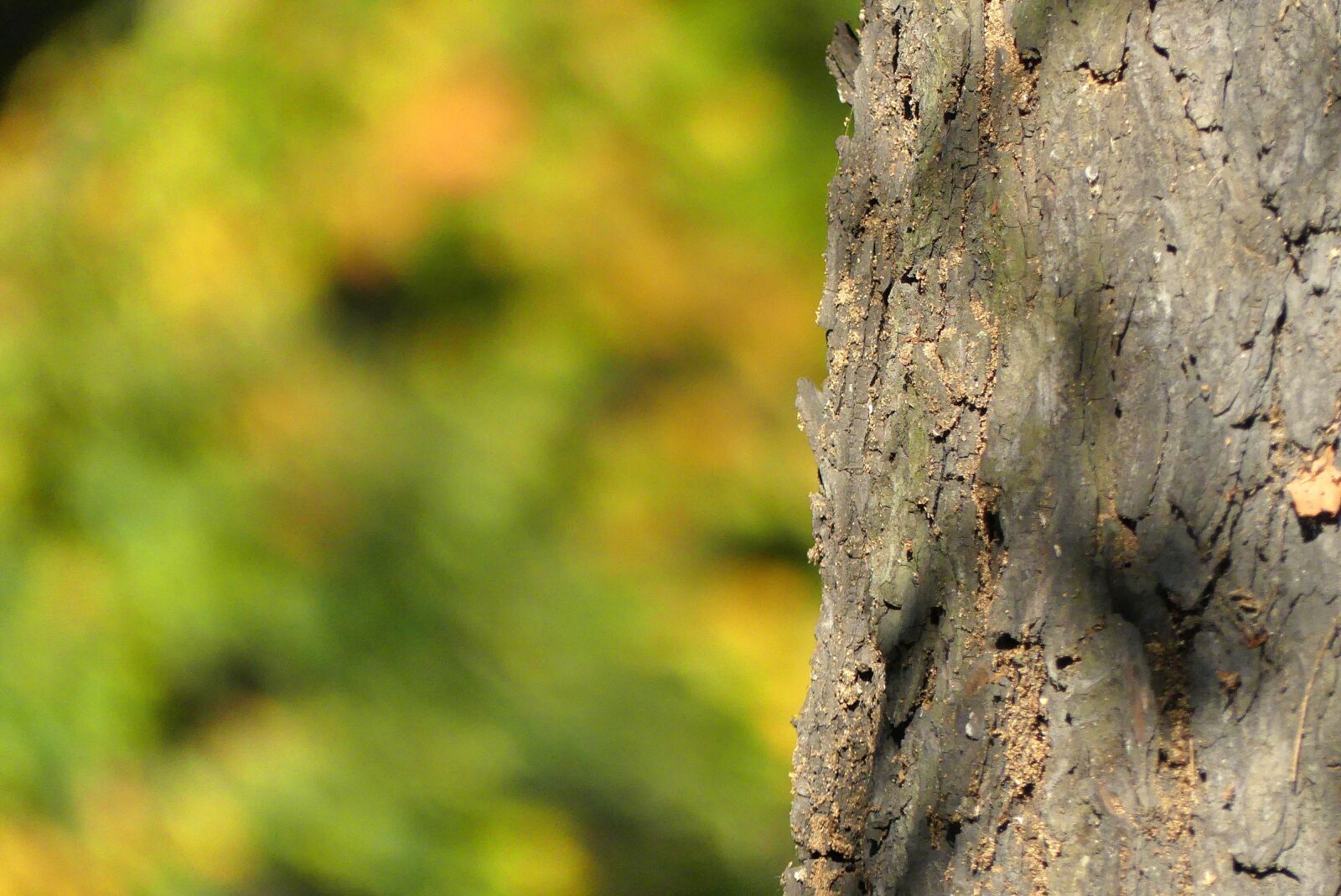 Panasonic Lumix DMC-FZ300 sample photo. Tree, trunk, the bark photography