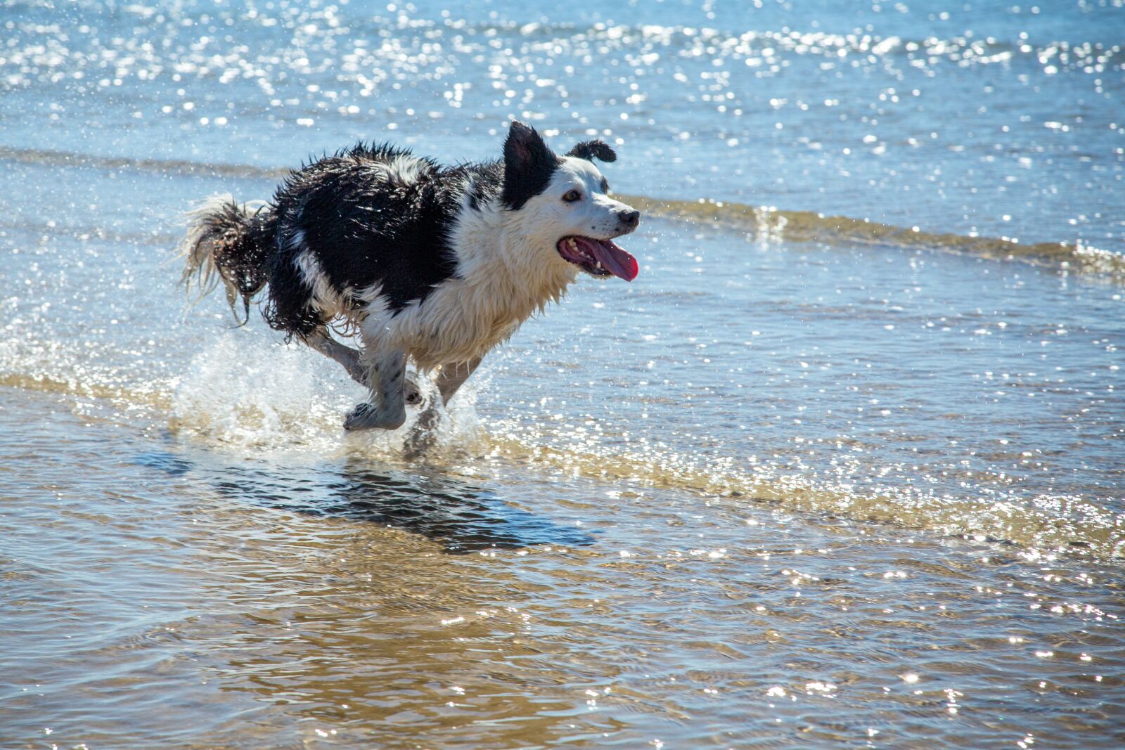 Canon EF 24-105mm F4L IS USM sample photo. Dog, beach, sheepdog photography