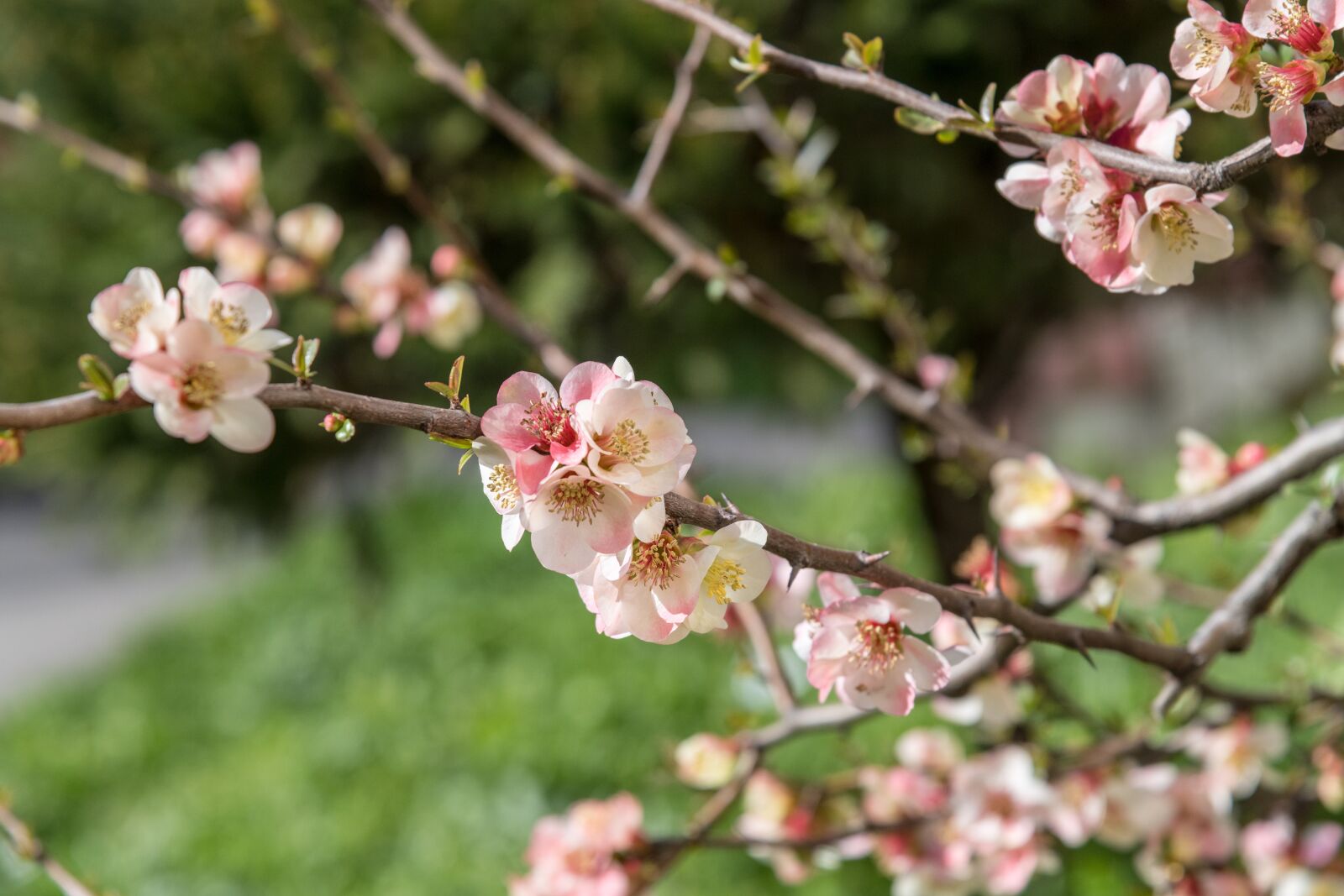 Nikon D850 sample photo. Rose, ker, petals photography