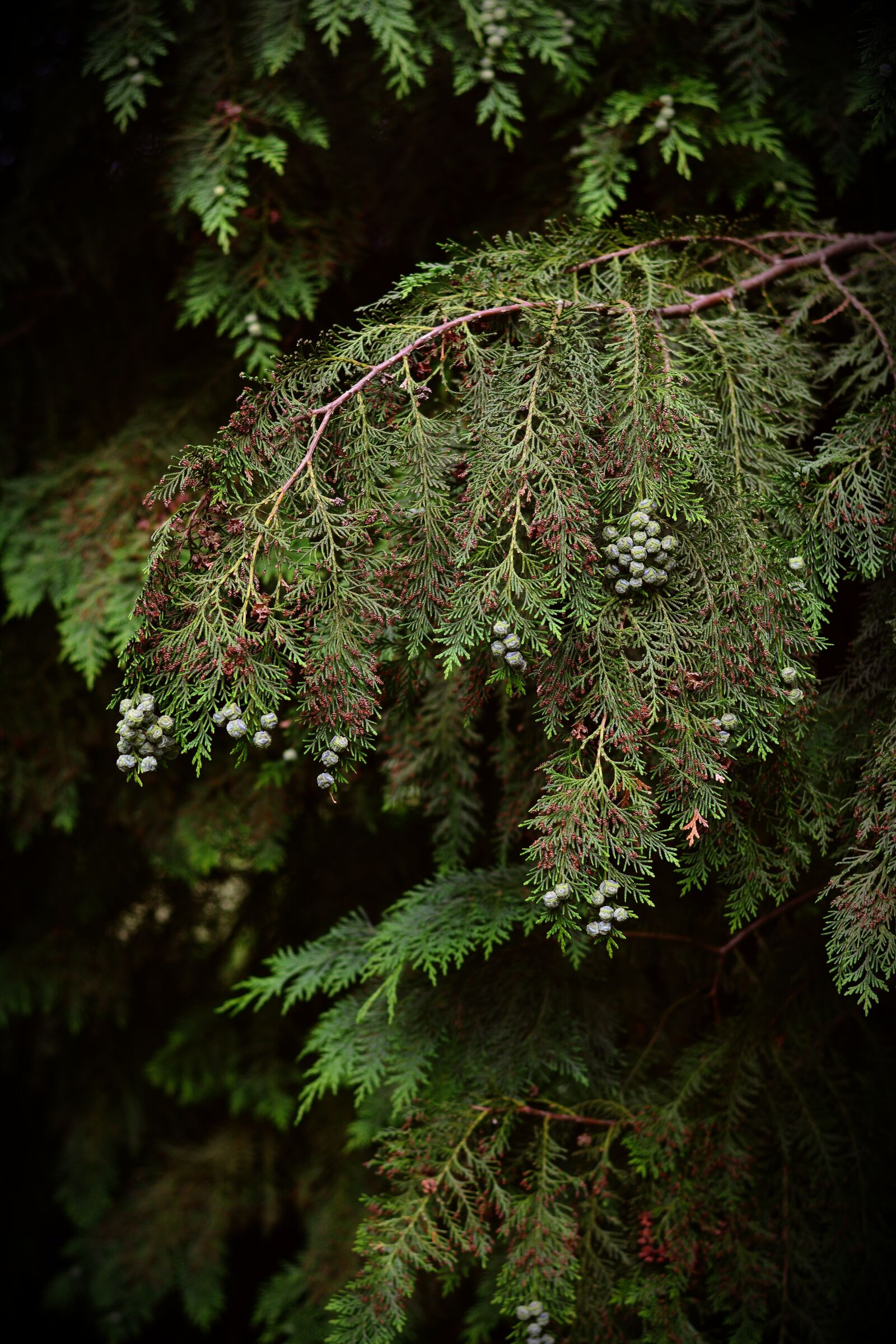 Nikon D5200 sample photo. Tree of life, cypress photography