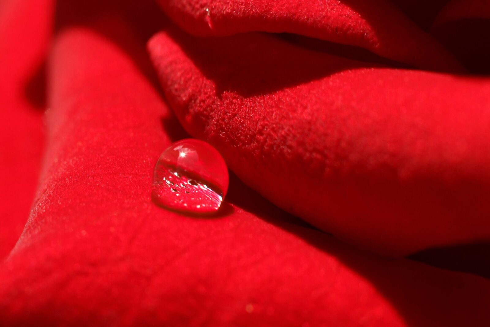 Canon EOS 600D (Rebel EOS T3i / EOS Kiss X5) + Canon EF 50mm F1.8 II sample photo. Rosenblatt, red, drop of photography