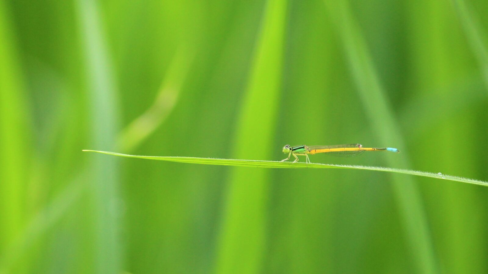 Canon EOS 1300D (EOS Rebel T6 / EOS Kiss X80) sample photo. Kerala, india, ischnura rubilio photography
