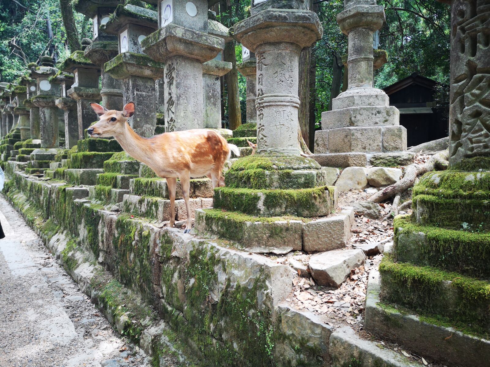 HUAWEI P20 sample photo. Japan, nara deer, the photography