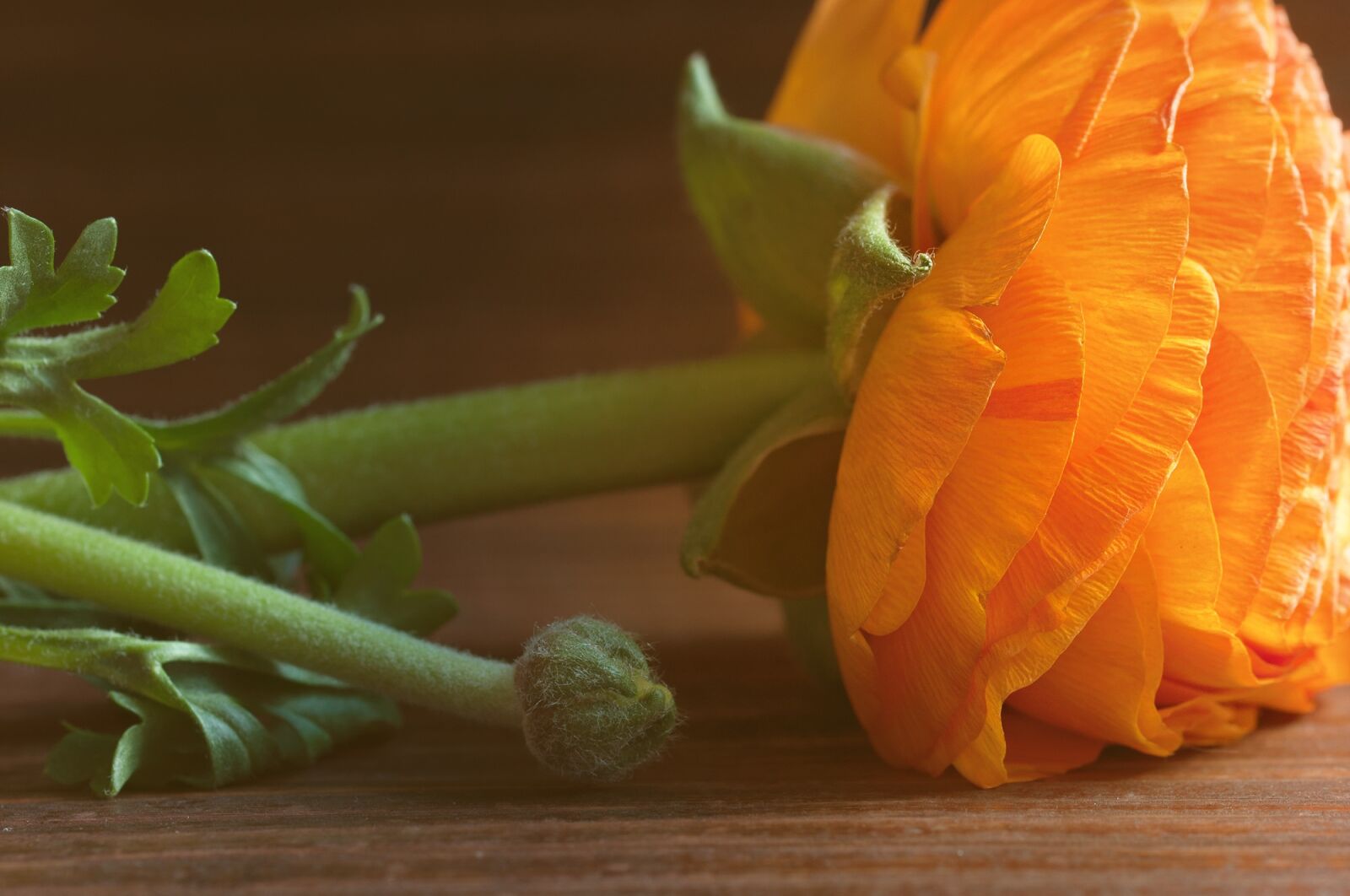 Nikon D90 sample photo. Ranunculus, flower, orange photography