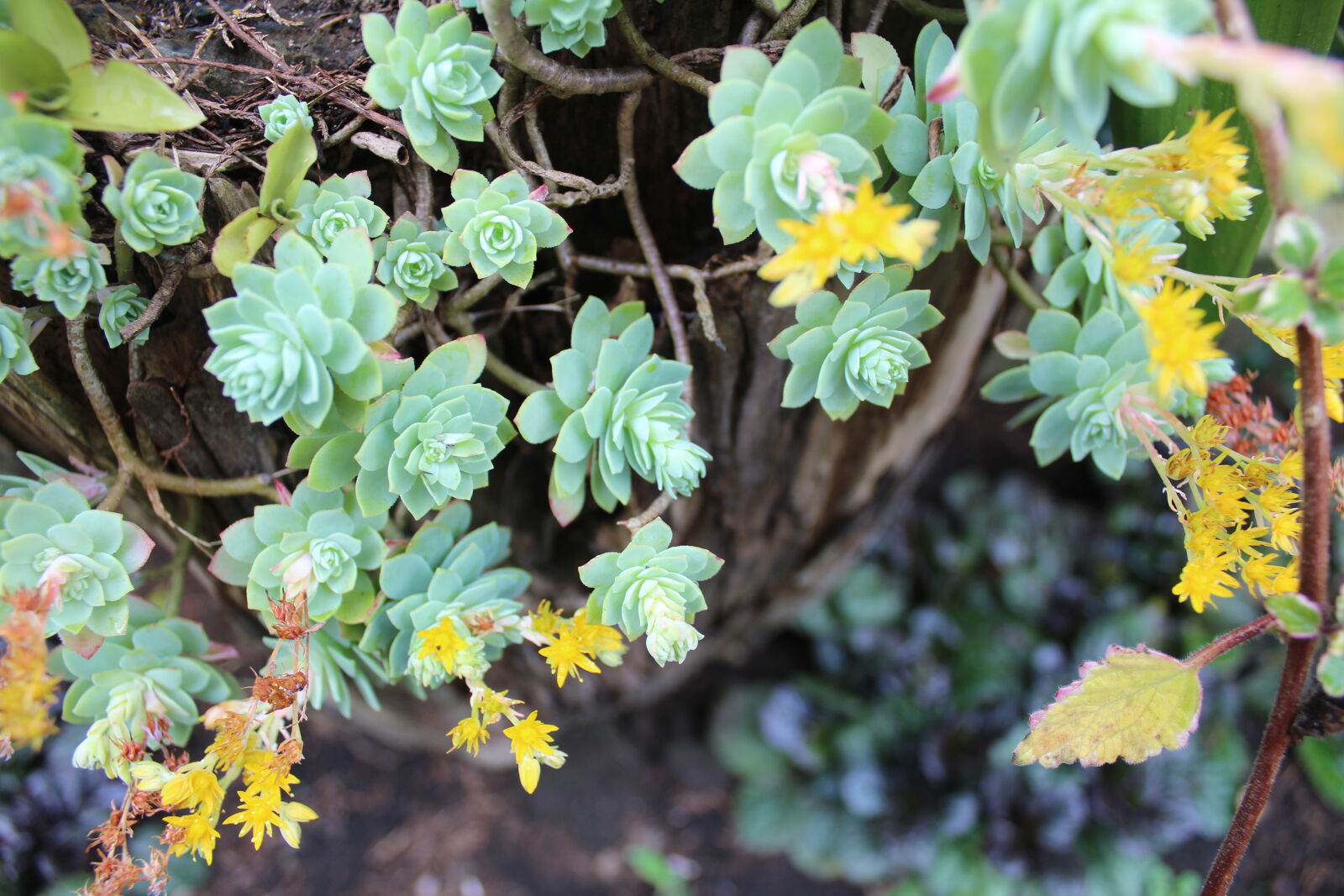 Canon EOS 1300D (EOS Rebel T6 / EOS Kiss X80) sample photo. Flower, suculenta, yellow photography