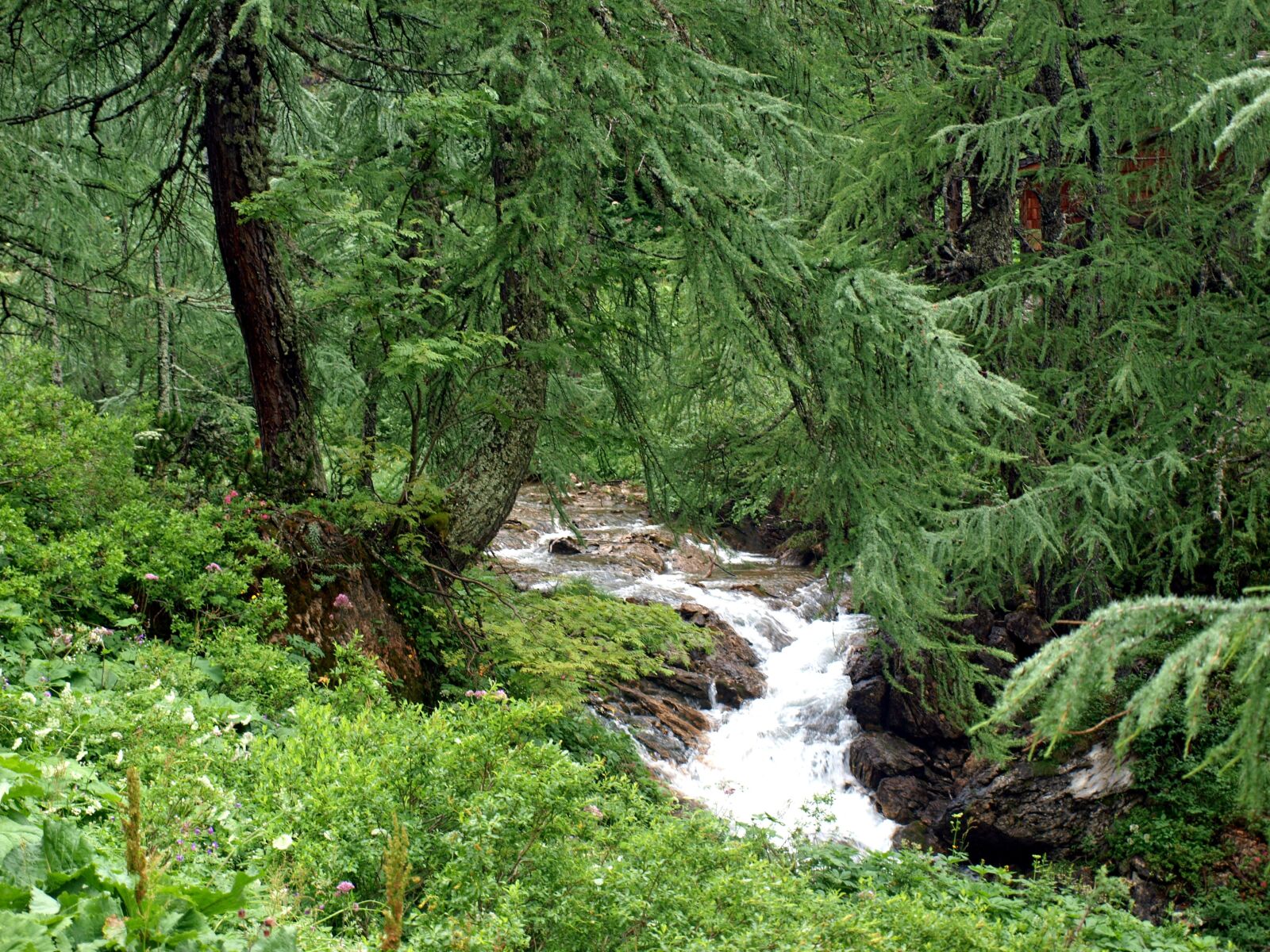 Olympus E-450 (EVOLT E-450) sample photo. Primeval forest, forest, larch photography