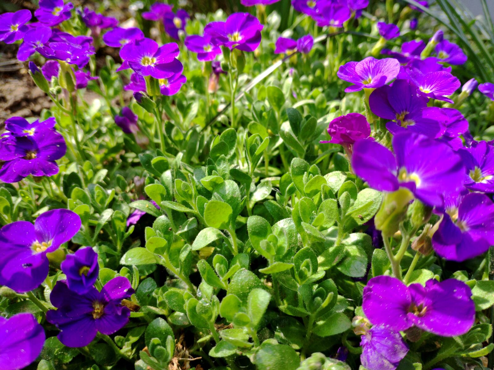 Xiaomi Mi MIX 2S sample photo. Spring, flower, violet photography