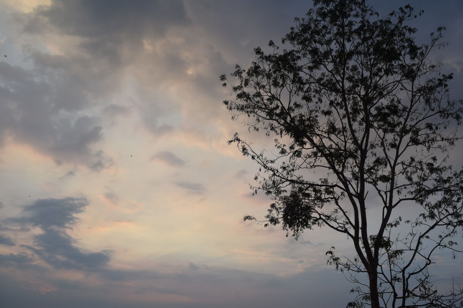 Nikon D3300 sample photo. Sunset, trees, tree photography