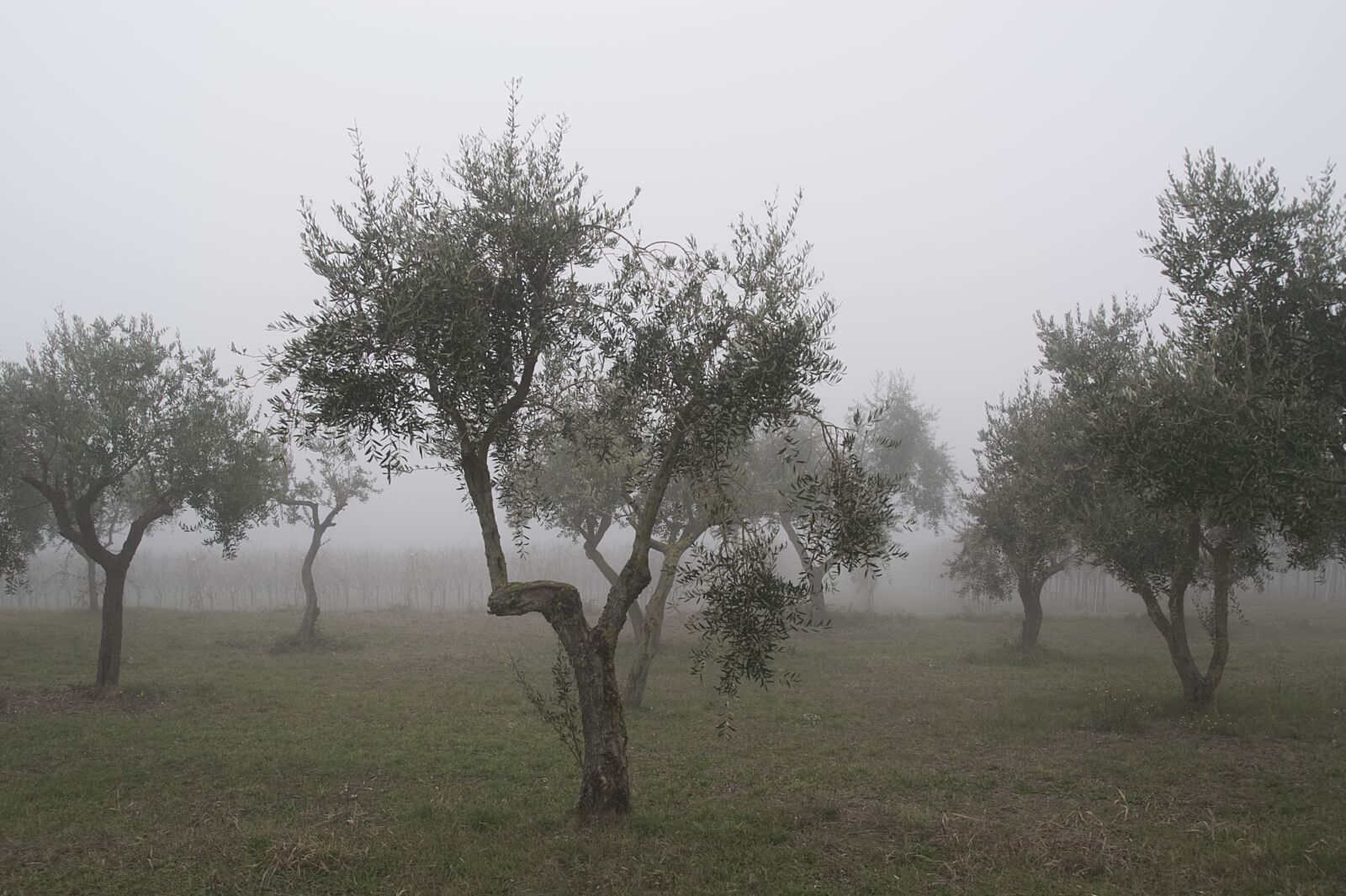 Nikon D5200 sample photo. Olive tree, trees, winter photography
