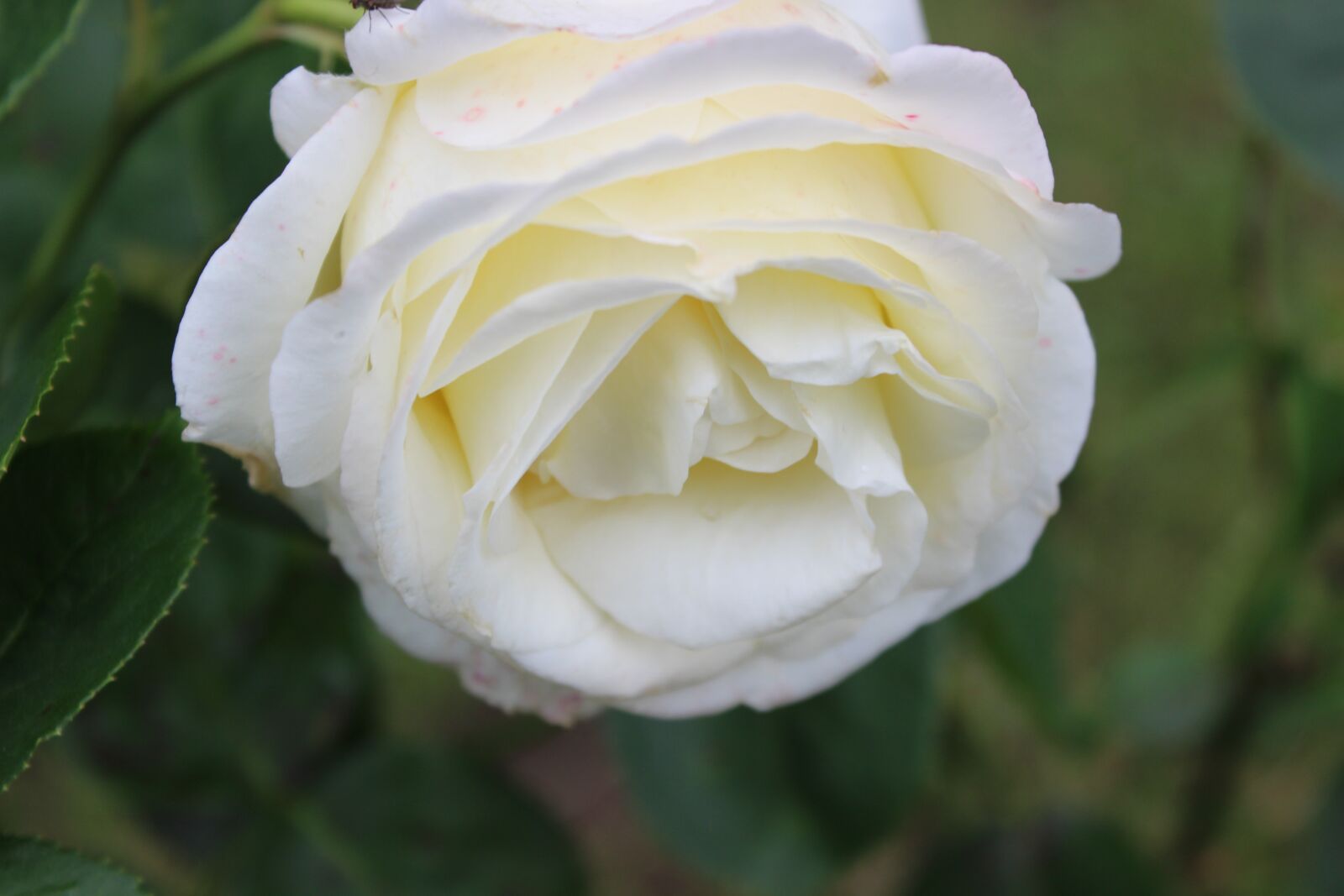 Canon EOS 600D (Rebel EOS T3i / EOS Kiss X5) sample photo. Rose, white, blossom photography