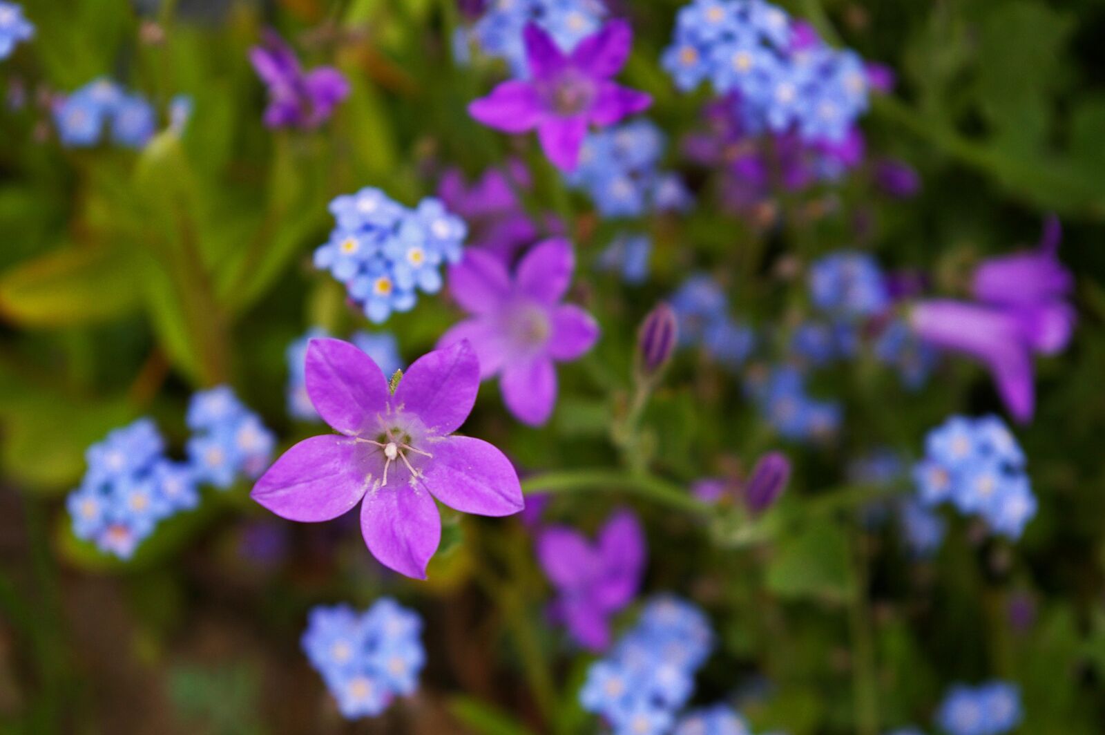 Pentax *ist DL2 sample photo. Violet, bellflower, purple photography