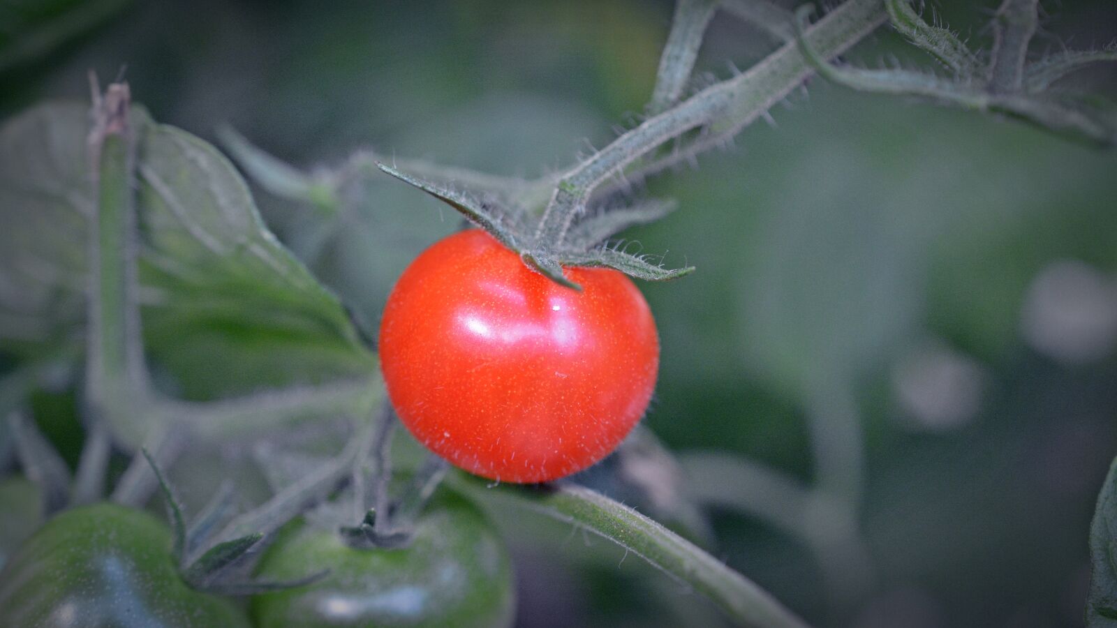 Nikon D5200 sample photo. Tomato, plant, food photography