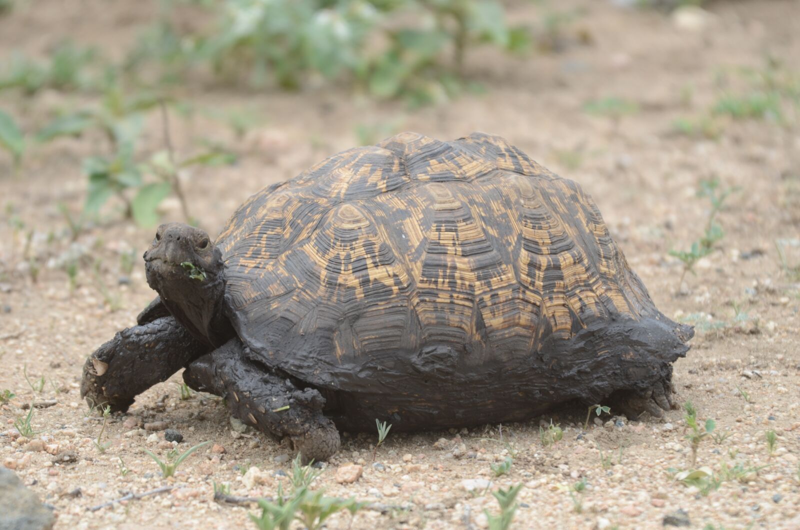 Nikon D7000 sample photo. Tortoise, muddy, reptile photography