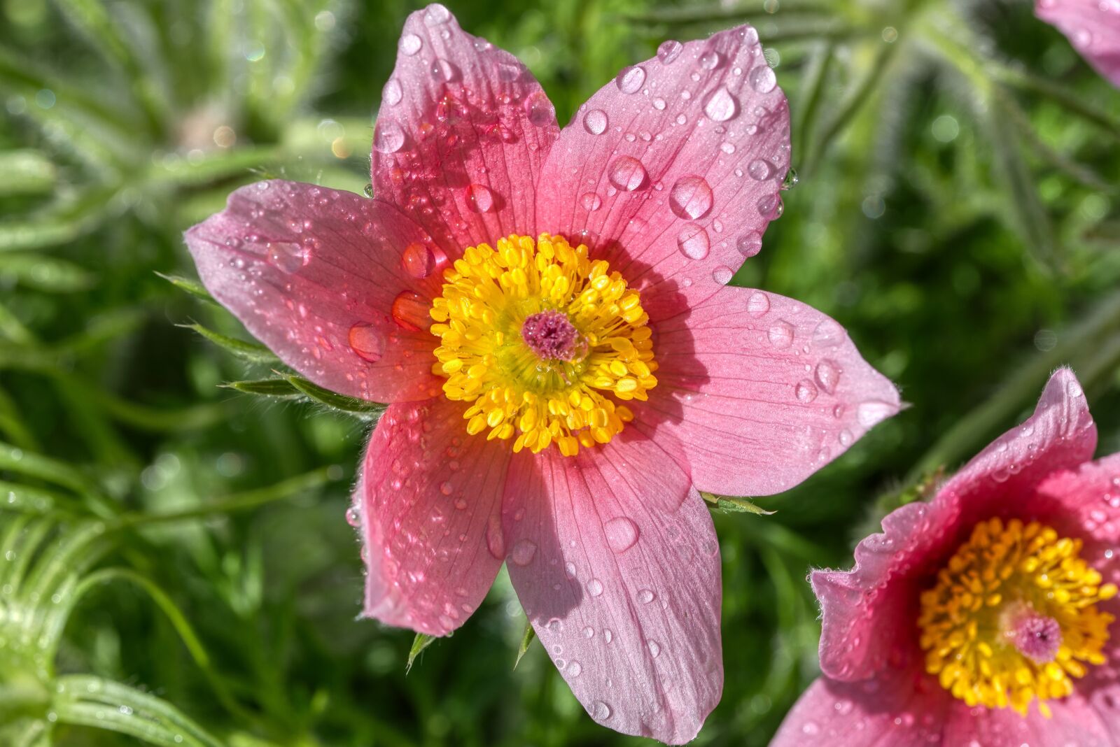 Nikon D750 sample photo. Pasqueflower, k hchenschelle, pasque photography