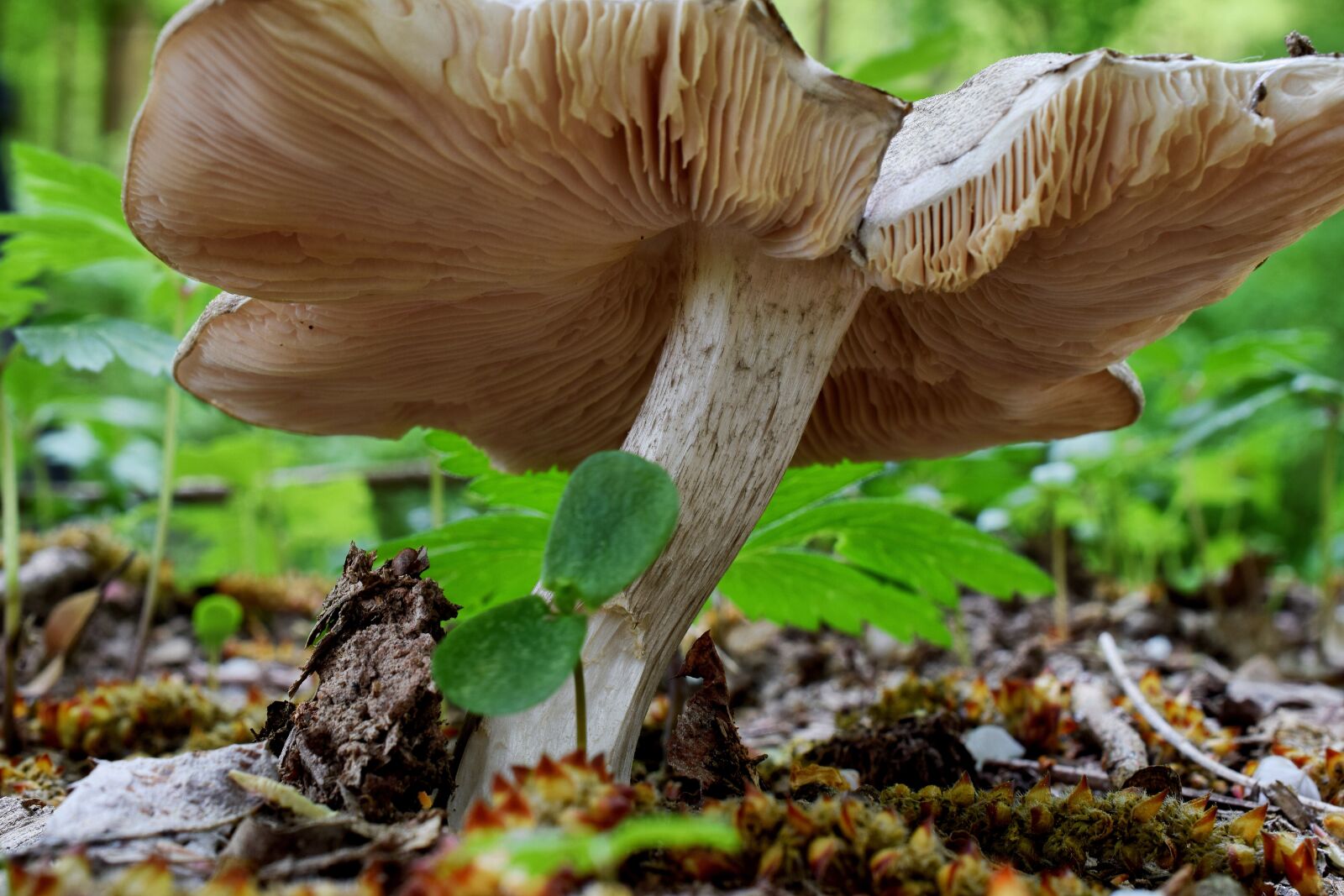 Nikon D5300 sample photo. Forest mushroom, mushroom, forest photography
