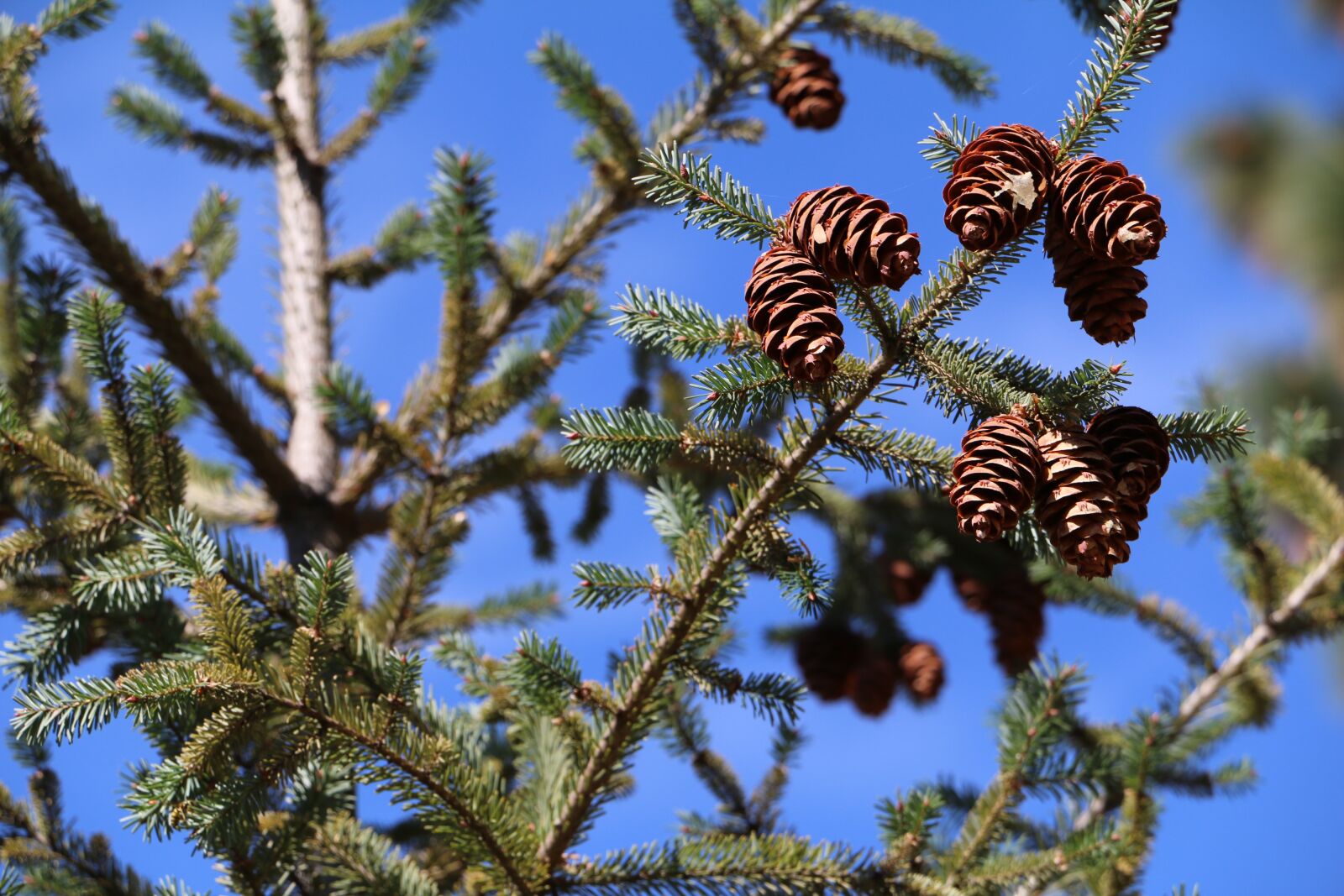 Canon EOS 70D sample photo. Trail, hiking, path photography