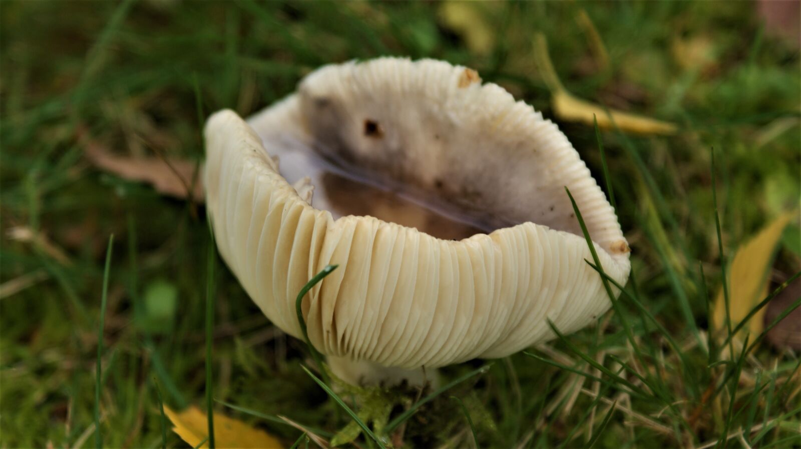 Sony Alpha DSLR-A350 sample photo. Mushroom, autumn, forest photography