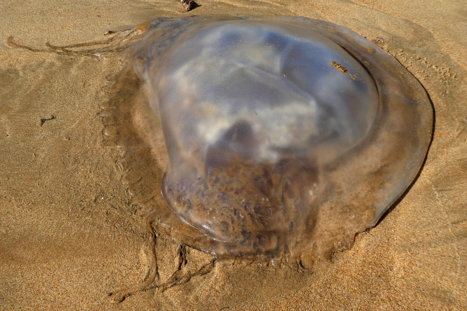 Sony SLT-A68 sample photo. Jellyfish in the sand photography