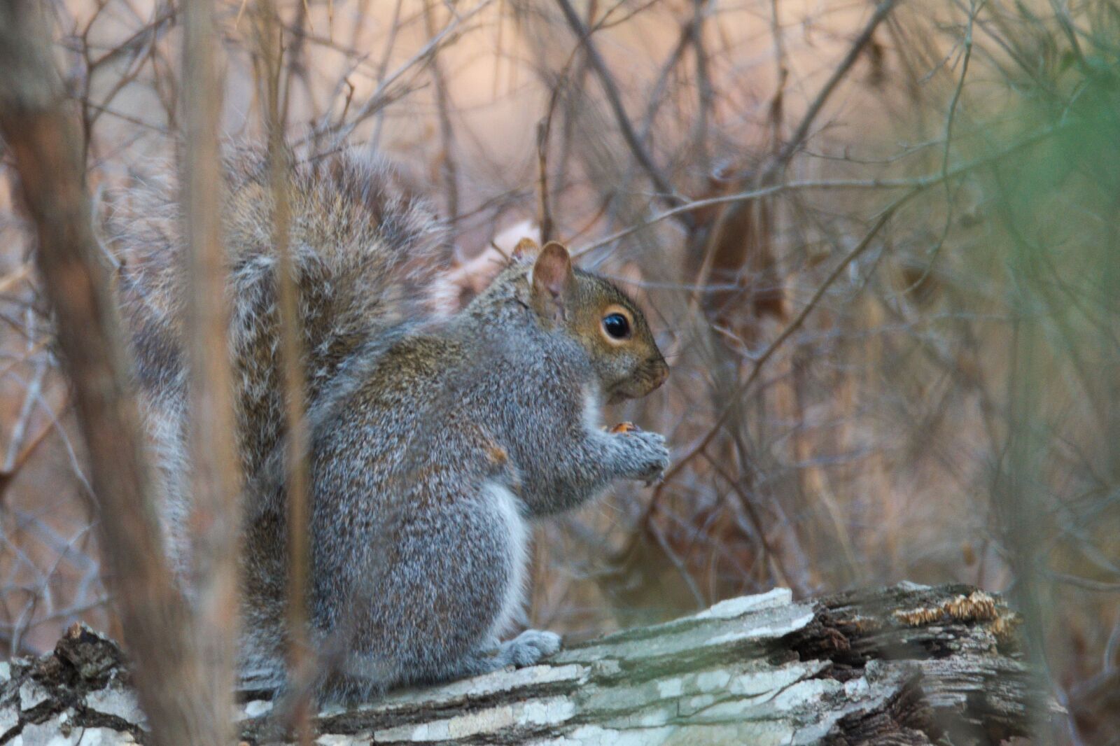 Nikon D5000 sample photo. Squirrel, wild, forest photography