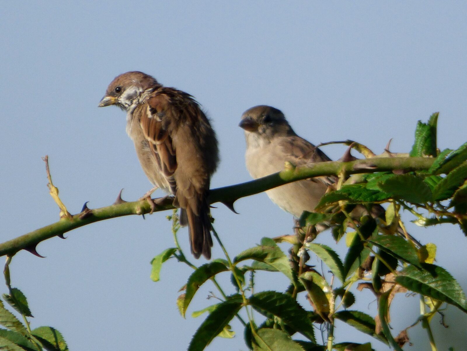 Panasonic DMC-FZ72 sample photo. Birds, sparrows, nature photography