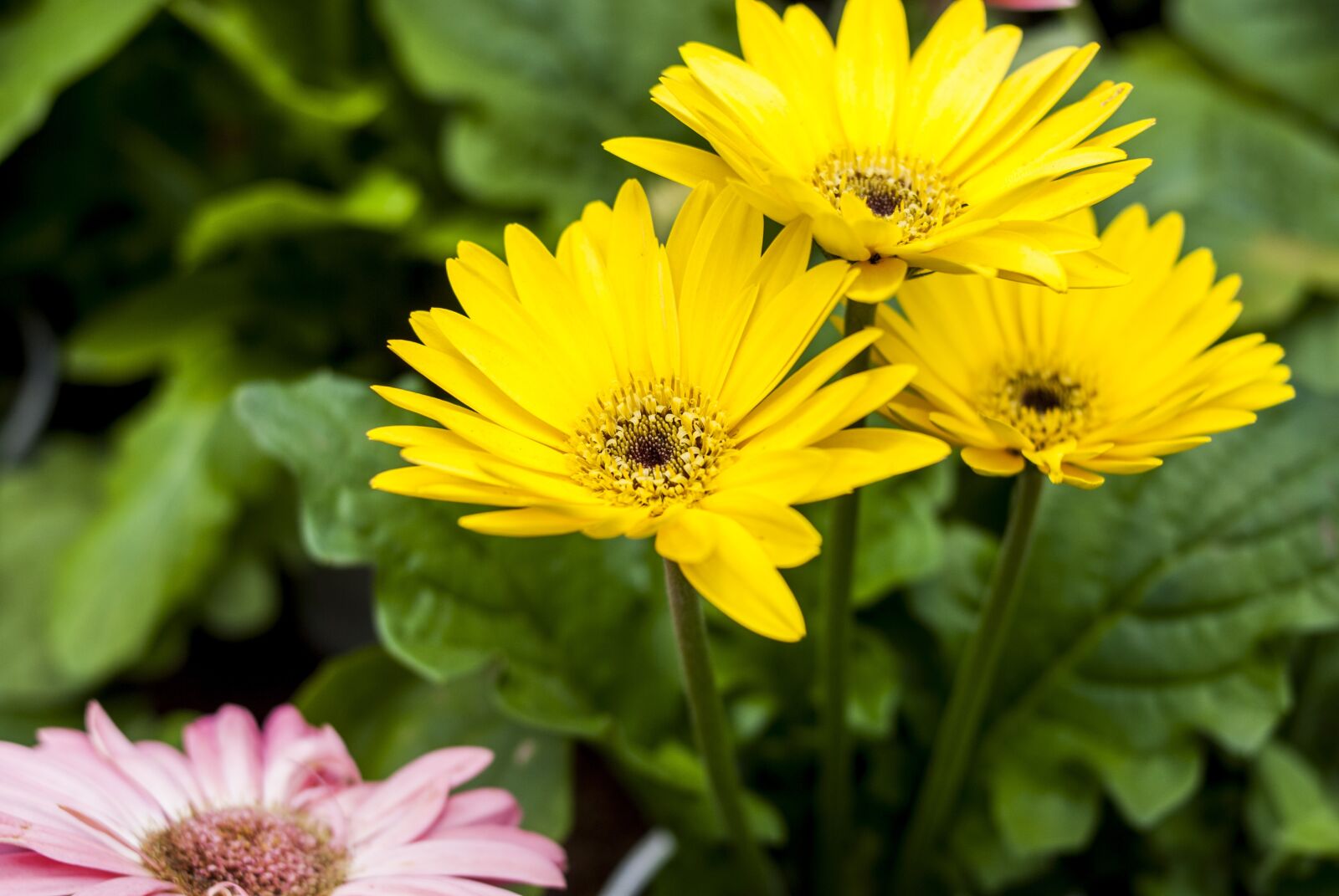 Nikon D60 sample photo. G rbela yellow, nature photography