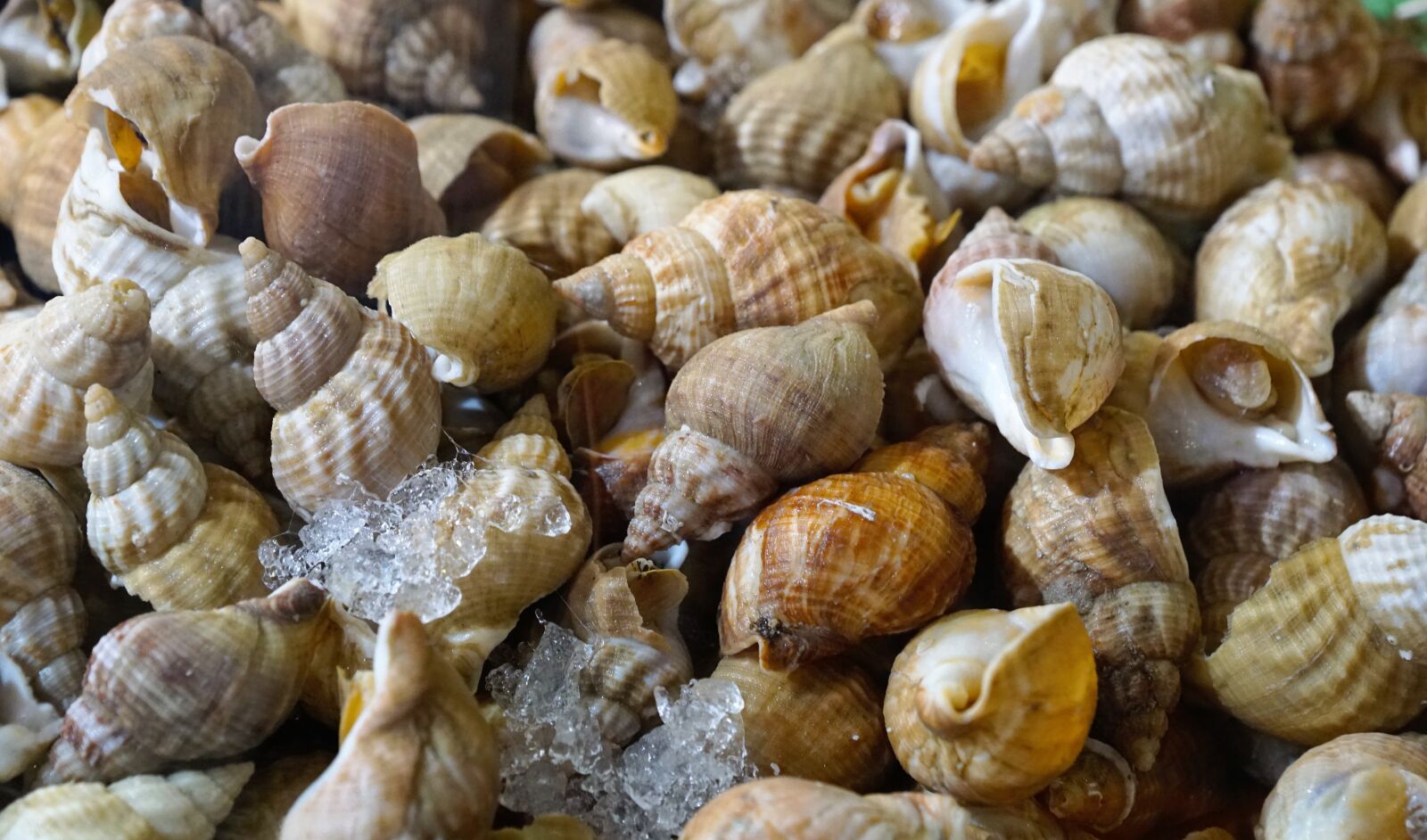 Sony ILCA-77M2 + Sony DT 16-50mm F2.8 SSM sample photo. Mussels, eat, french photography