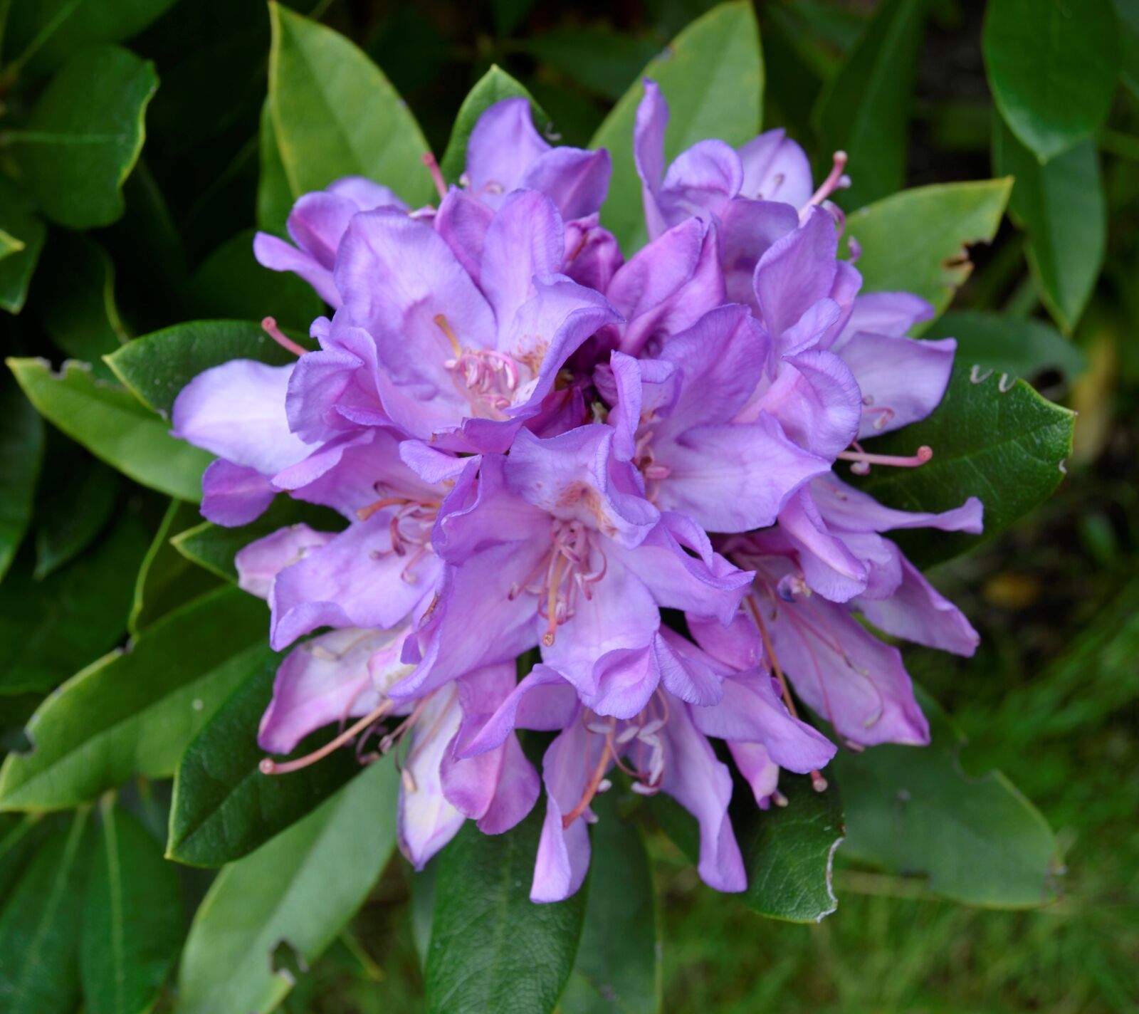 Nikon D5100 sample photo. Rhododendron, floral, bloom photography