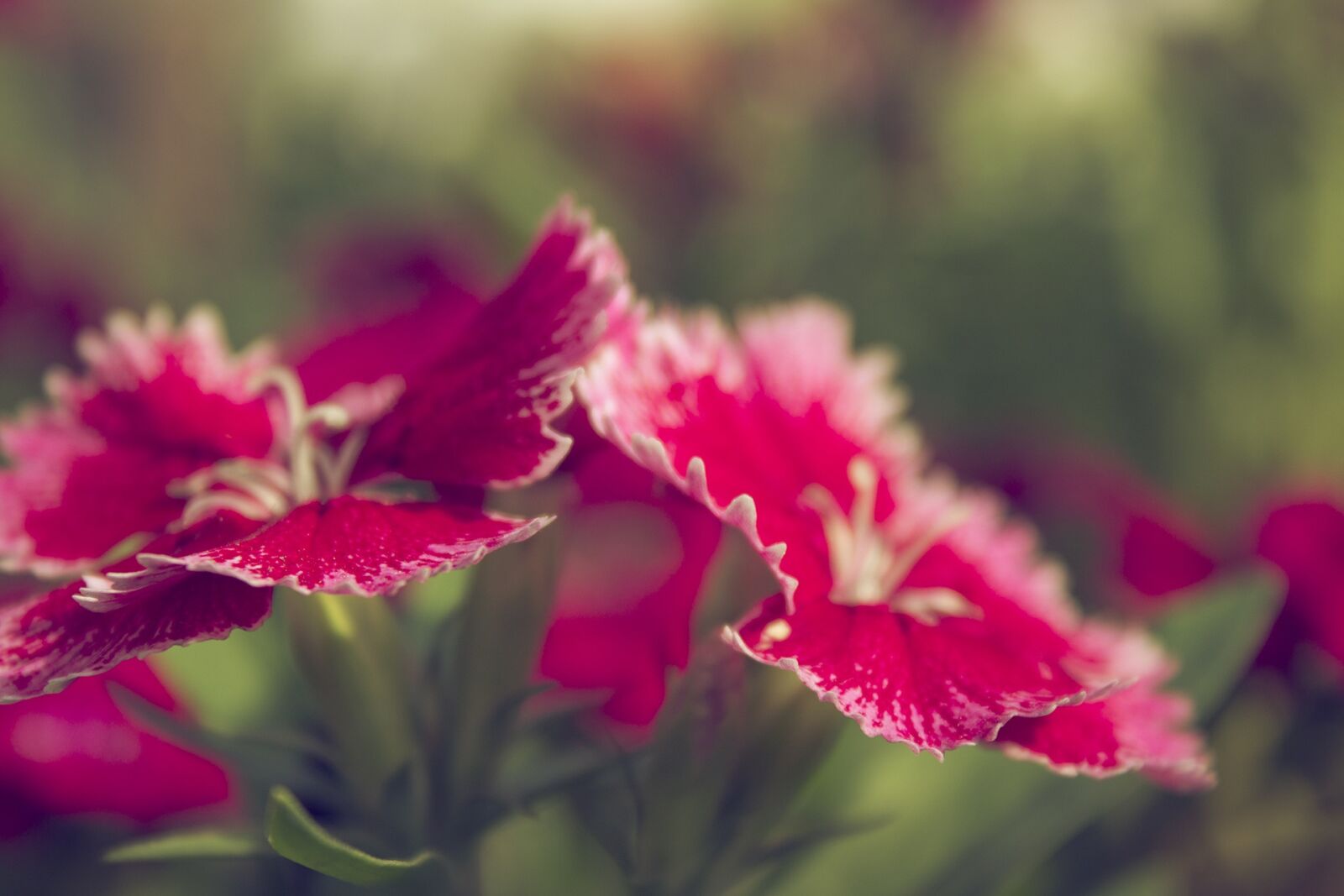 Canon EOS 600D (Rebel EOS T3i / EOS Kiss X5) sample photo. Flower, nature, spring photography