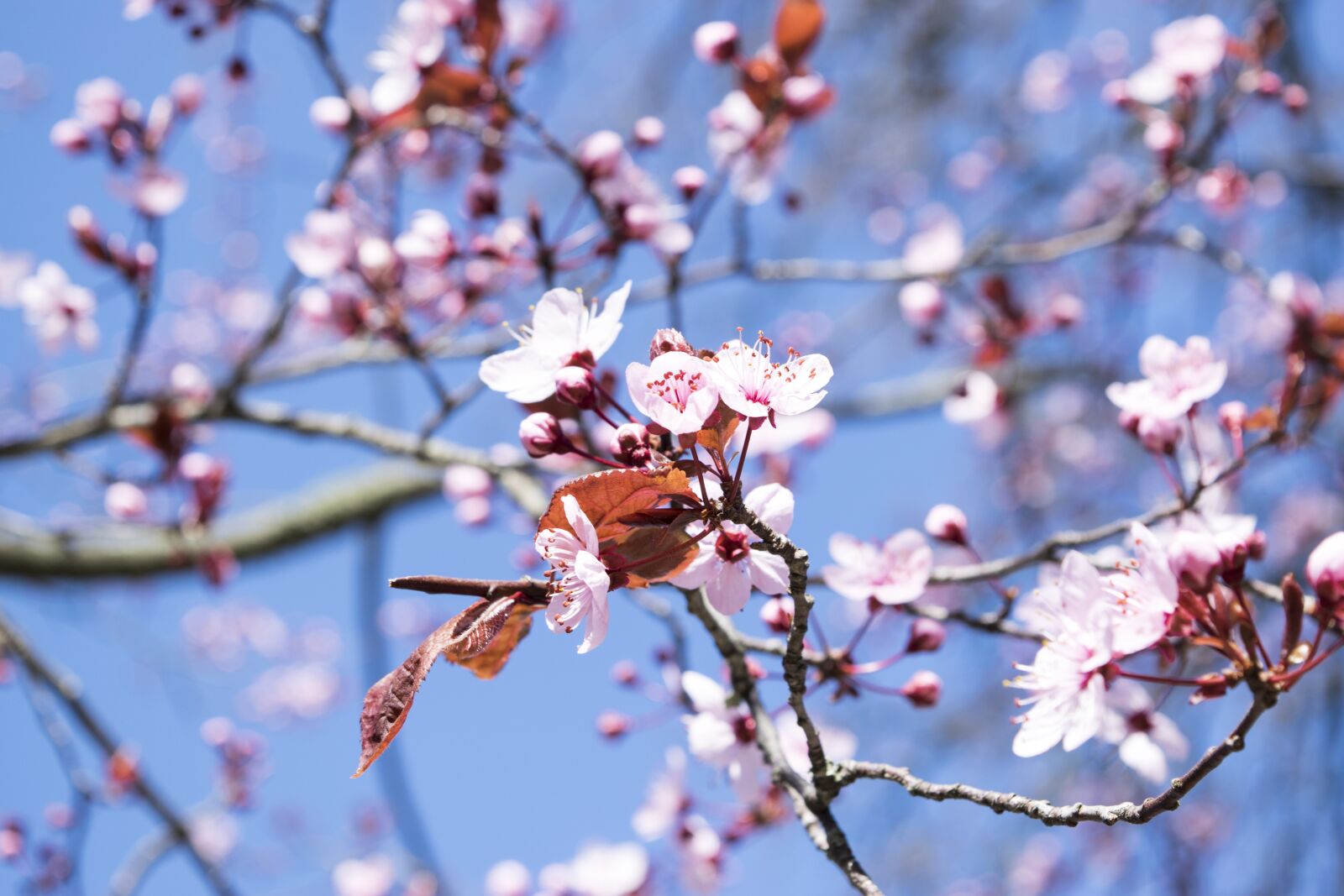 Nikon D5300 sample photo. Flowers, fiori di pesco photography