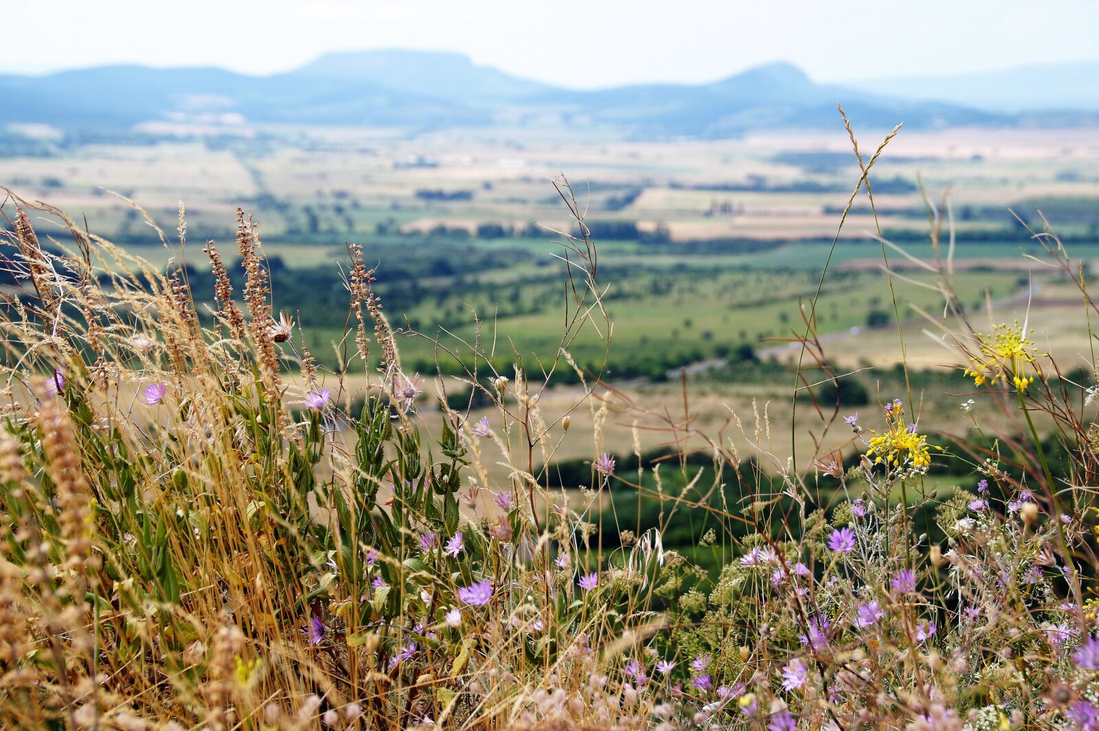 Sony SLT-A58 sample photo. View, balaton, flowers photography