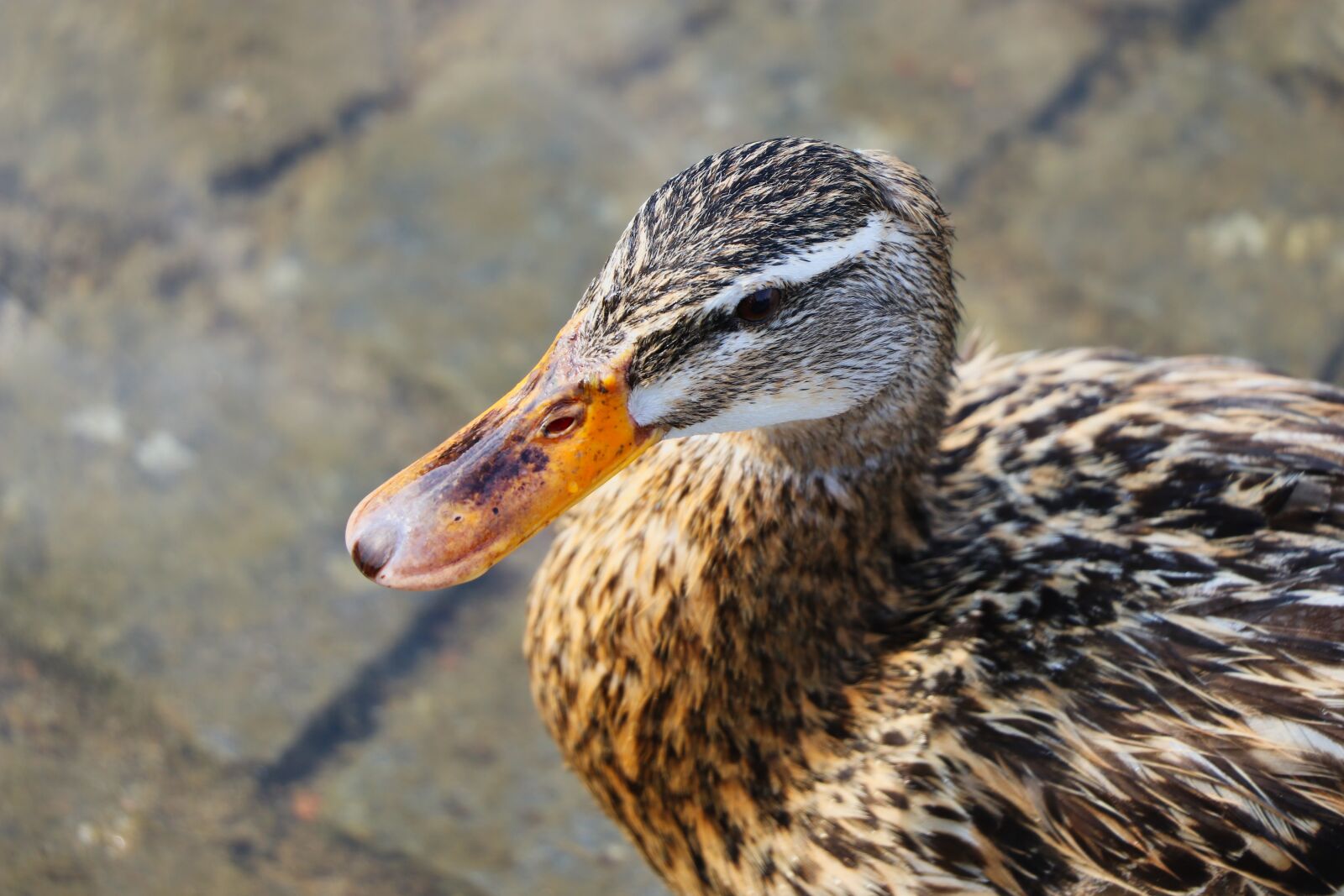 Canon EOS 80D sample photo. Amazing, animal, ducks, nature photography