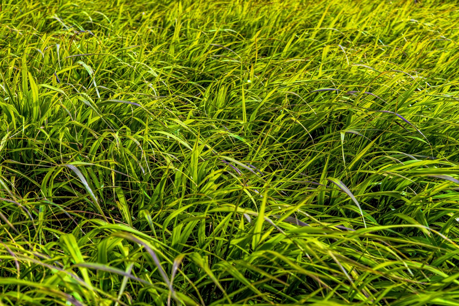 Sony a6300 sample photo. Grass, meadow, green photography