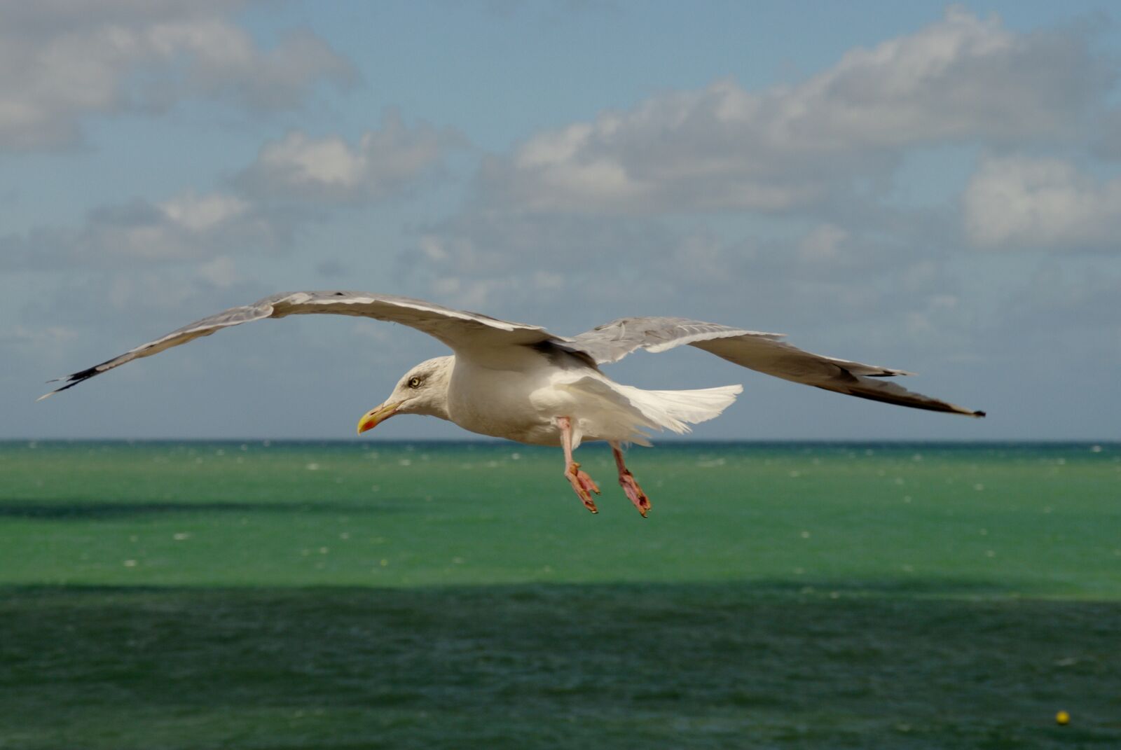 Pentax K20D sample photo. Sea, horizon, sea ​​bird photography