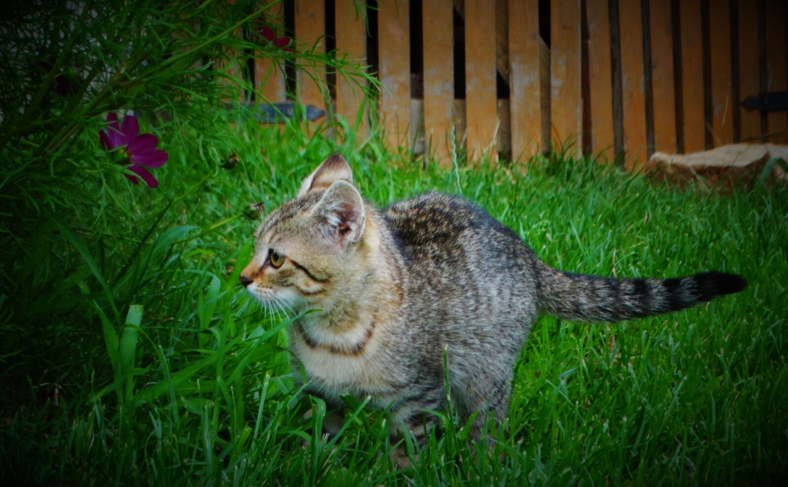 Sony Cyber-shot DSC-HX300 sample photo. Cat, kitten, animal photography
