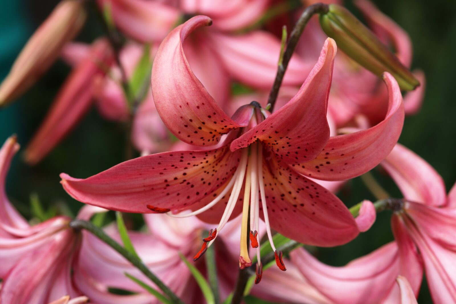 Canon EOS 800D (EOS Rebel T7i / EOS Kiss X9i) sample photo. Lily, blossom, bloom photography