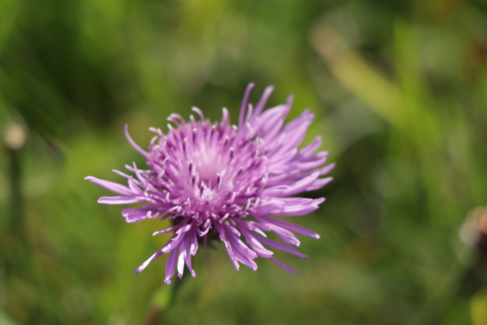 Canon EF-S 18-135mm F3.5-5.6 IS USM sample photo. Flower, plant, summer flower photography